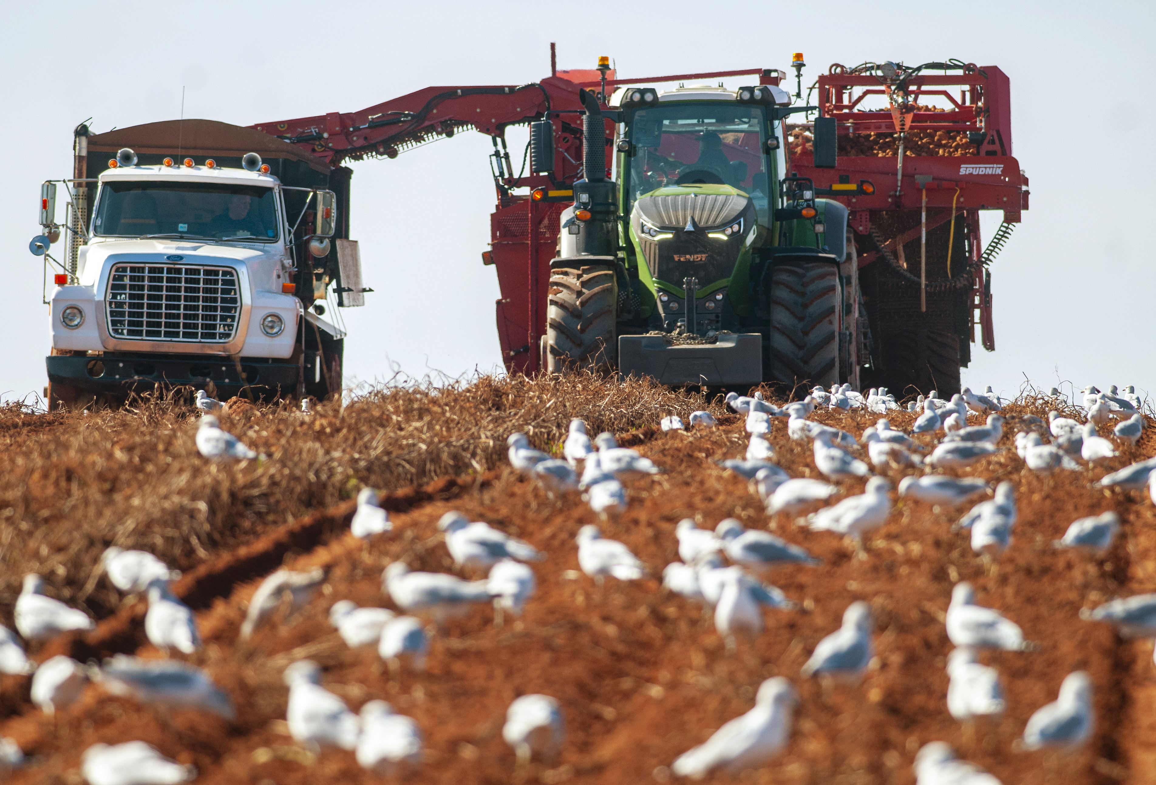 Seagulls feast on the various things that are churned up from under the soil during a potato harvest. (Brian McInnis/CBC)