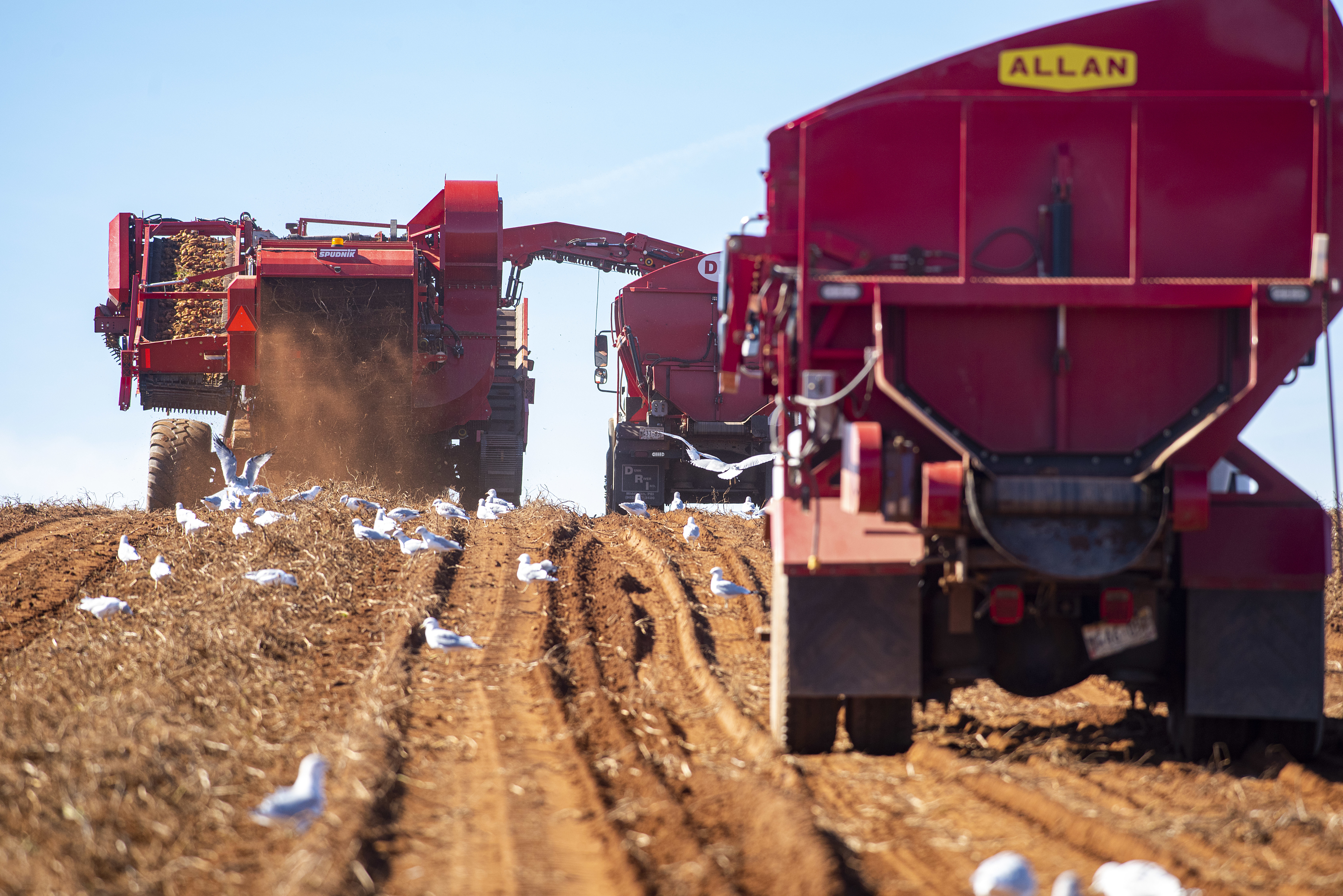 Seagulls were ever-present company for the workers at Skye View Farms. The birds were having an early Thanksgiving feast of grubs and worms turned up by the huge machines. (Brian McInnis/CBC)