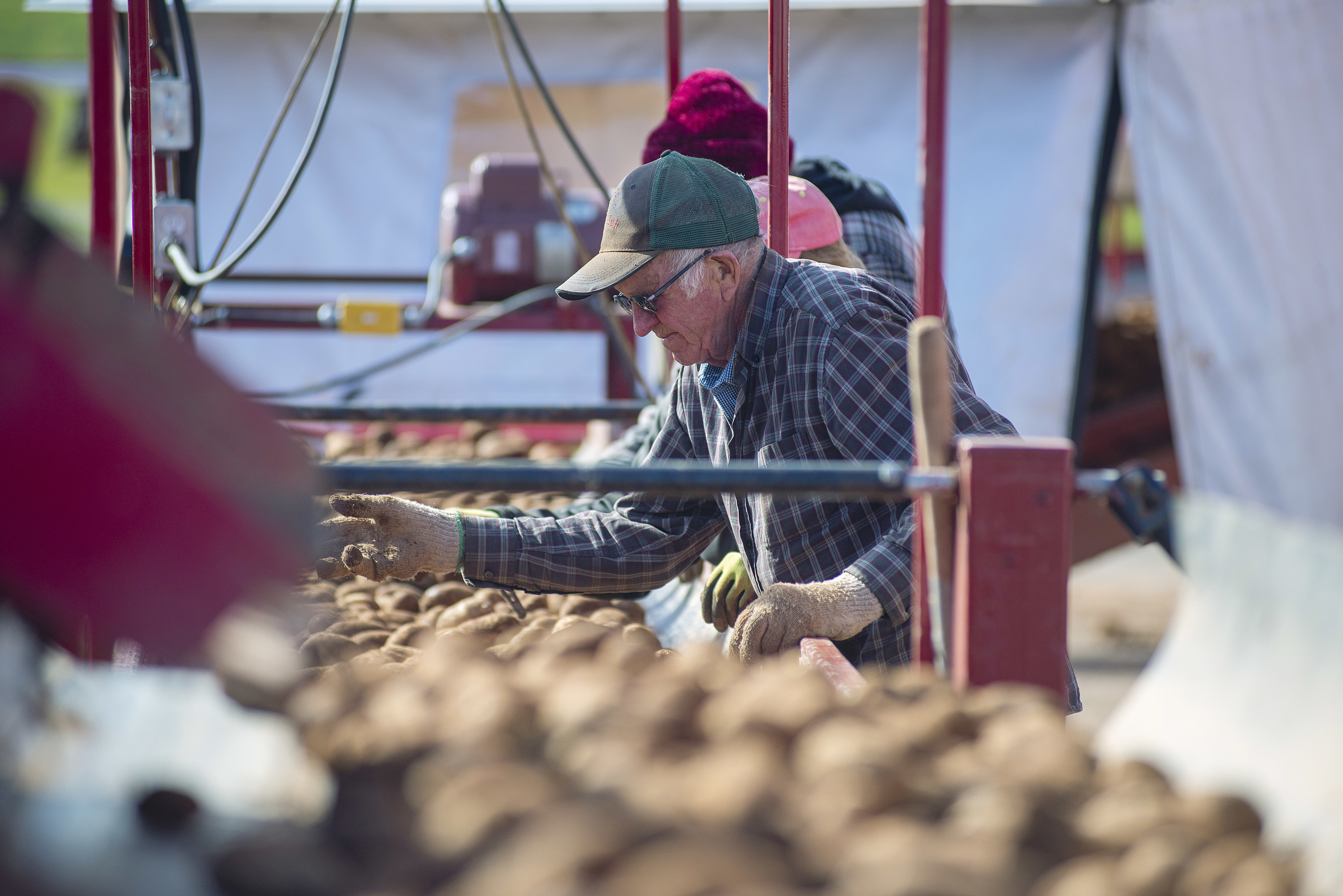 Kenneth Docherty, 84, helps remove debris that was dug up with the potatoes at Skye View Farms. While his son Alex is out in the fields and his grandson, Logan, works around the warehouse, the elder Docherty puts in a full day’s work. “He works like a dog…there would be days when the rest of us are laid out and he would be wanting to go,” Logan says of his grandfather. When Kenneth is not working on the farm he drives an asphalt truck. (Brian McInnis/CBC)