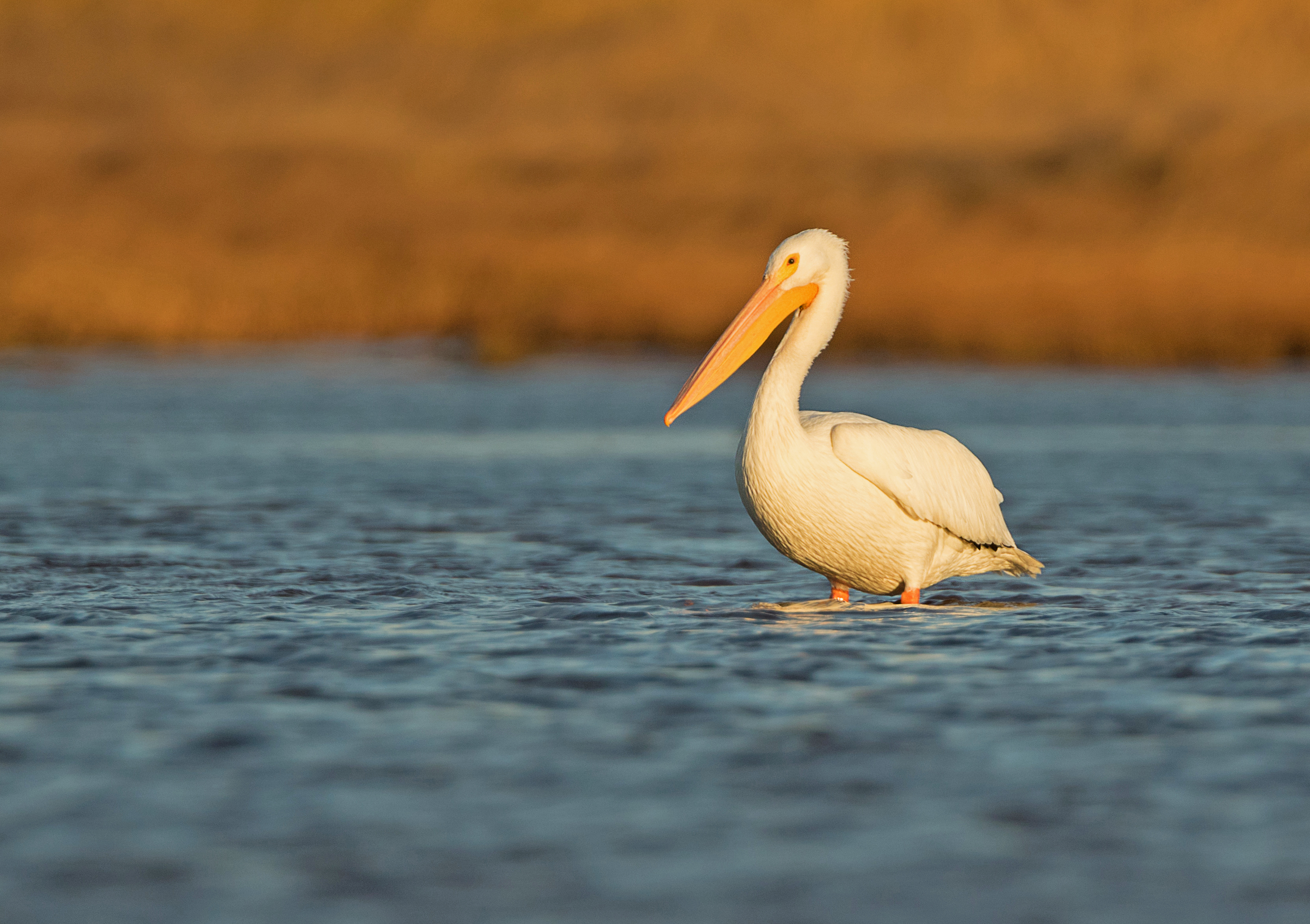 Shortly after a storm last fall, a strange white bird was reported from the western portion of the island. Turns out this strange bird was actually a very large white pelican. American white pelicans are normally found in central Canada in places like Manitoba where they breed and then fly south to Texas for winter. Apparently, P.E.I. seemed like a great place for a vacation. I agree! (Brendan Kelly)