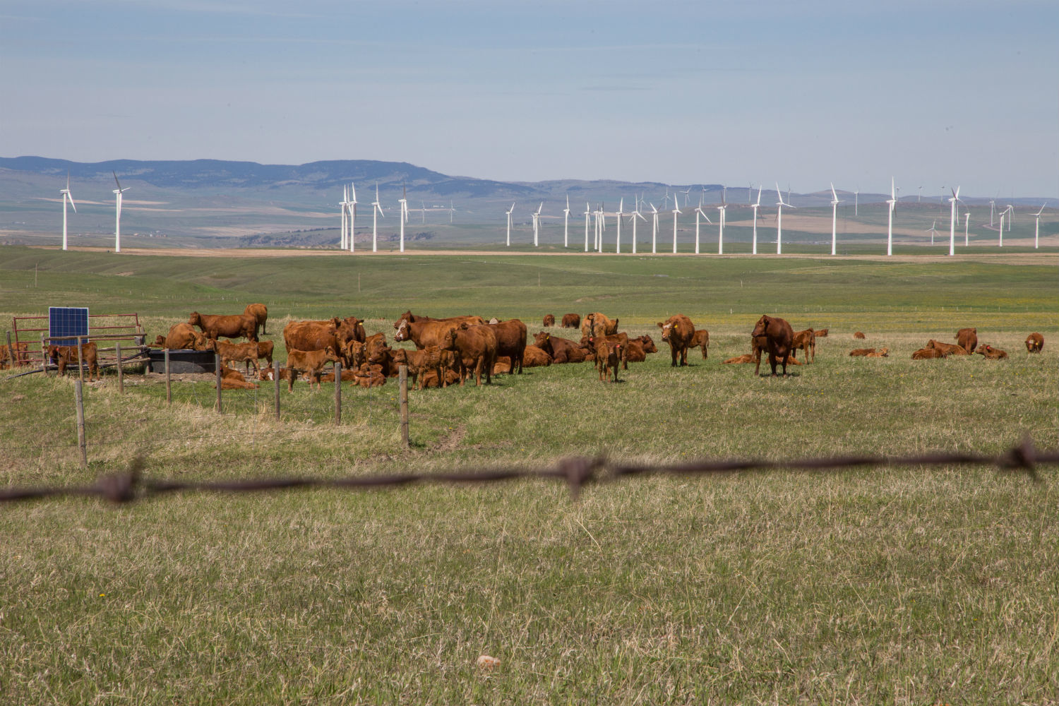 Cattle graze on a ranch near Pincher Creek, with a bank of wind turbines in the distance. (Robson Fletcher/CBC)