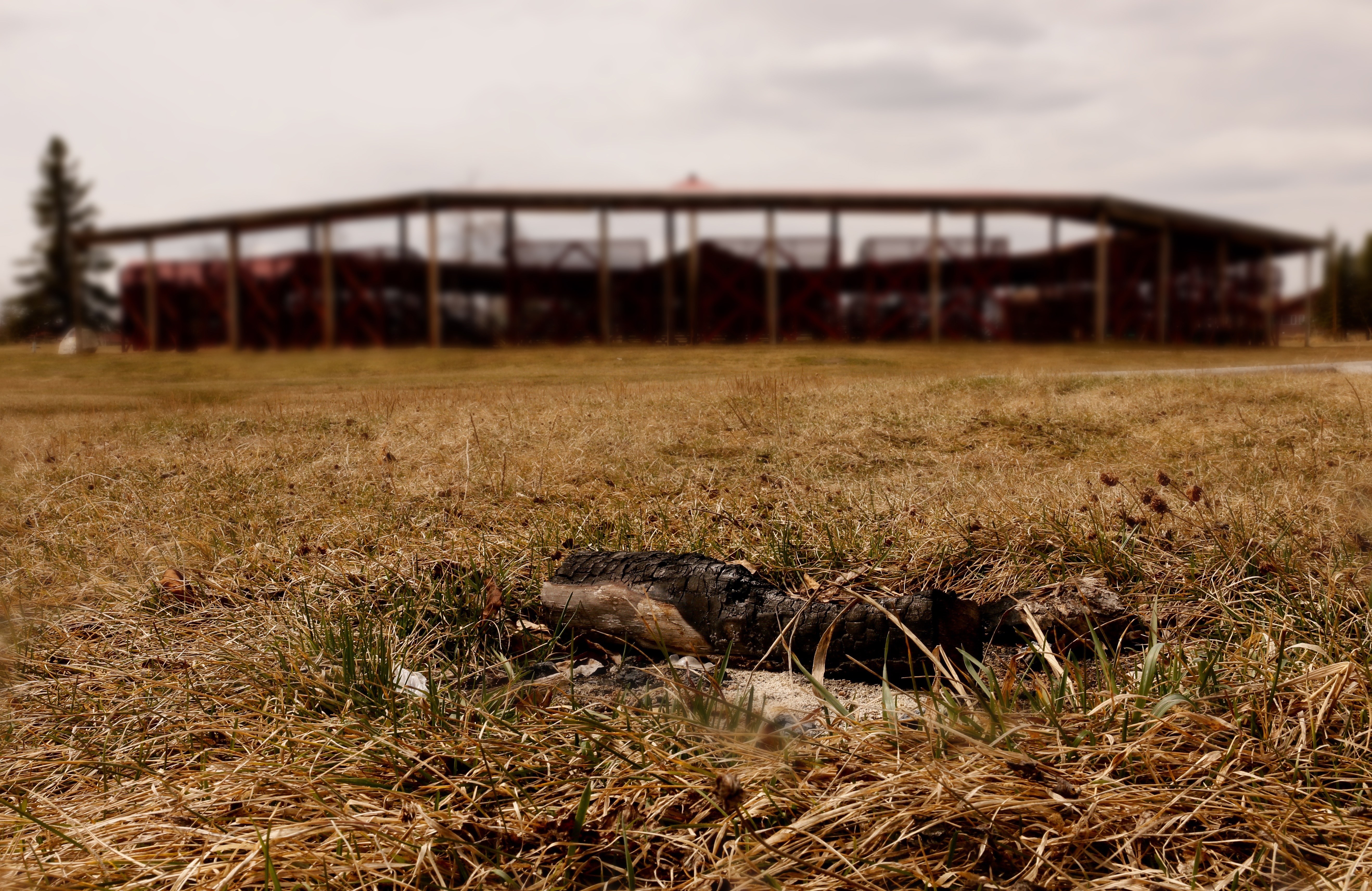 A burnt log with the powwow grounds in the background.