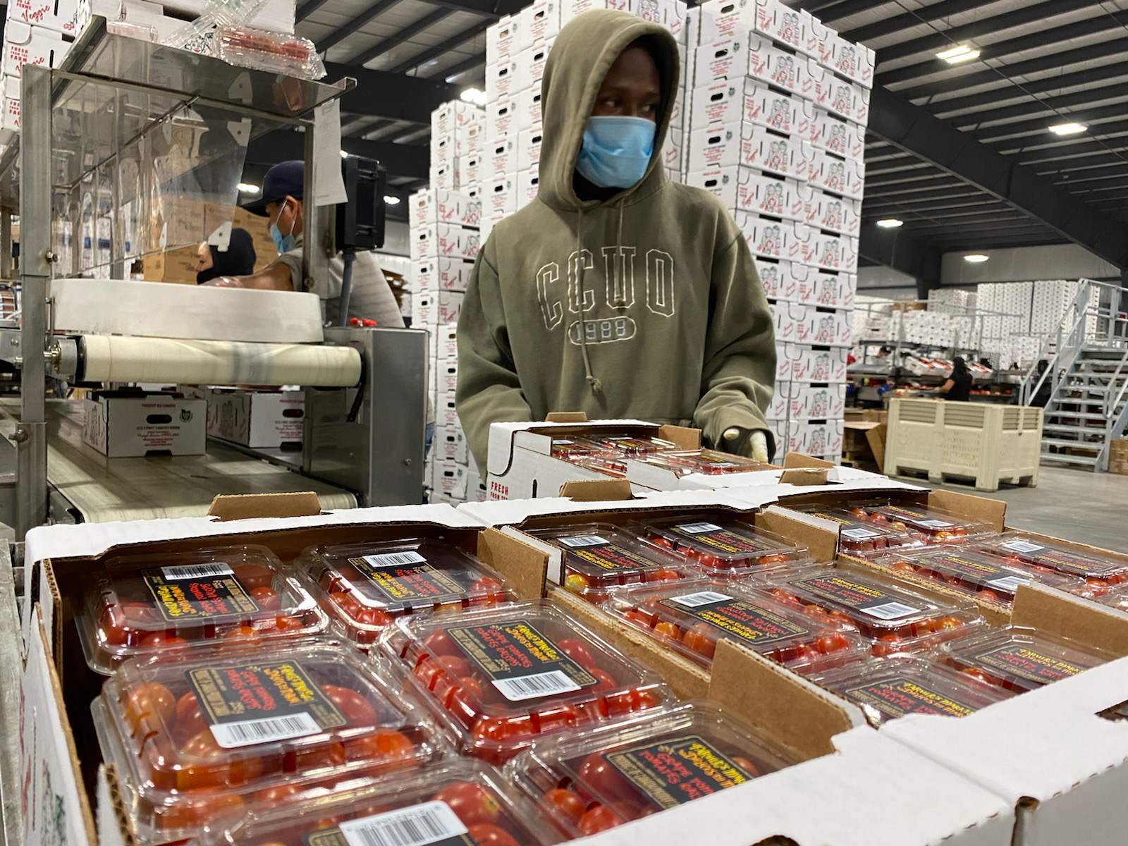 Procyk Farms Ltd. employs 550 migrant workers, mostly from Mexico, and ships 34 million kilograms of tomatoes and other produce across North America each year. (Virginia Smart/CBC)