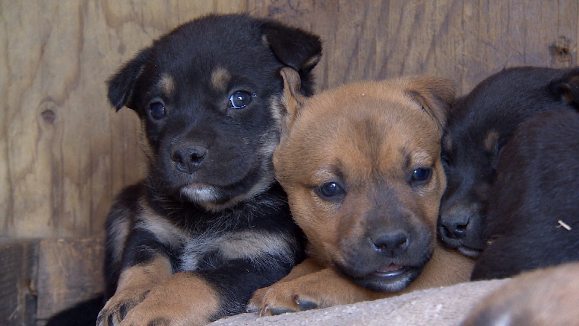 These newborn puppies are set to be spayed and neutered. (Sam Martin/CBC) 