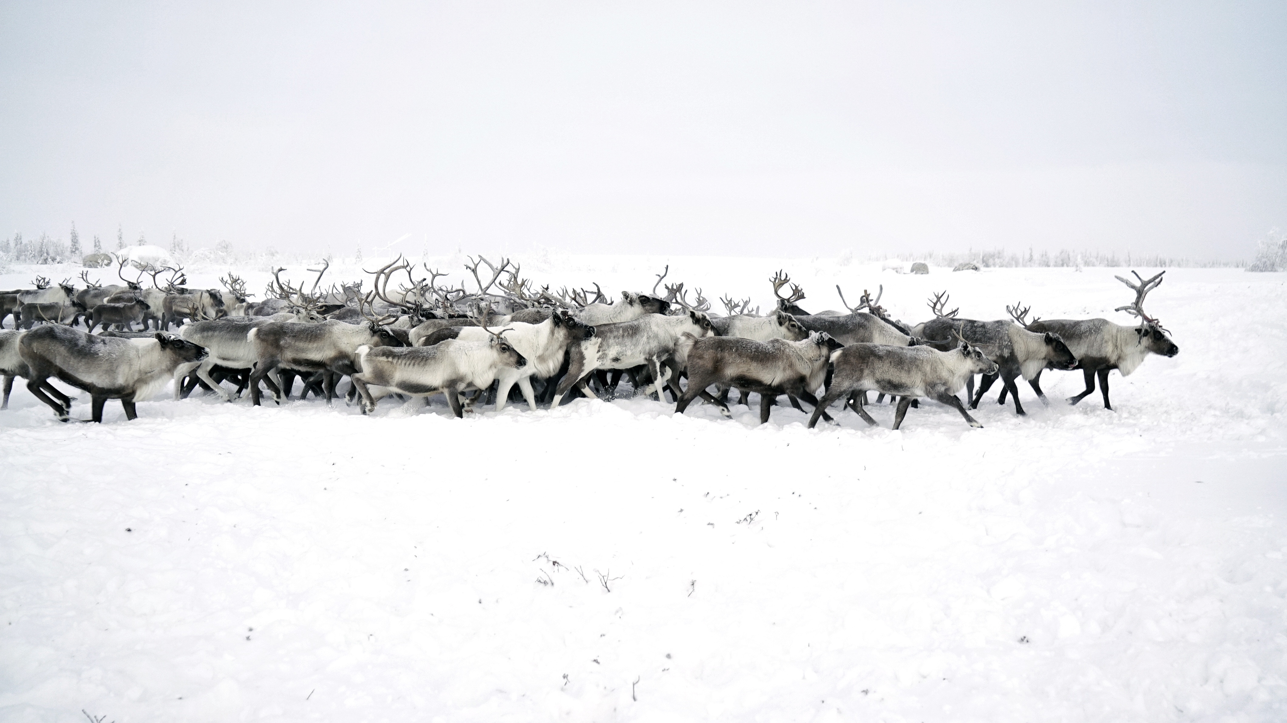 Traditional reindeer herding is coming into conflict with Russia's expanding oil and gas industry.