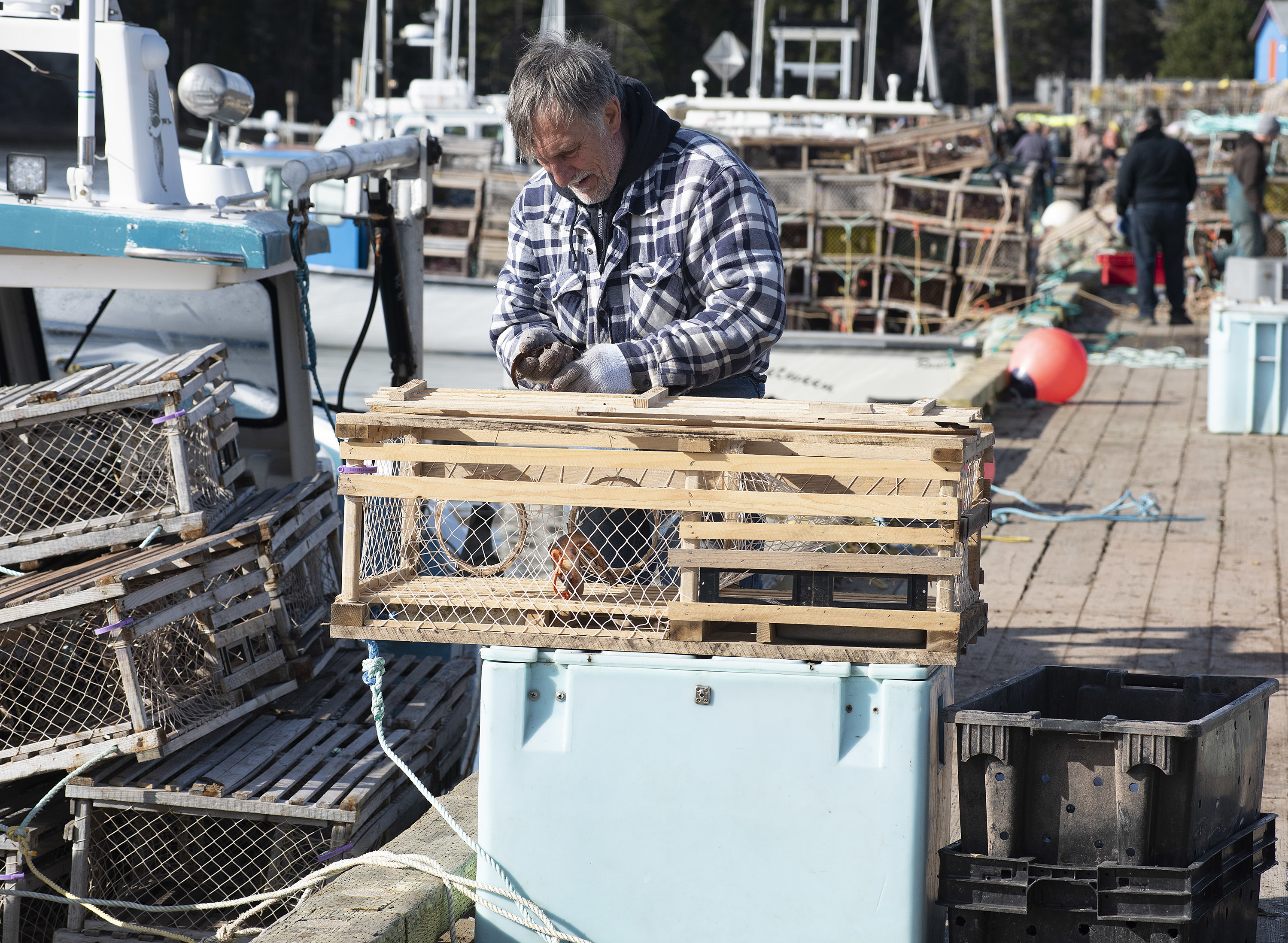 Patrick Gauthier baits a trap with herring. (Brian McInnis)