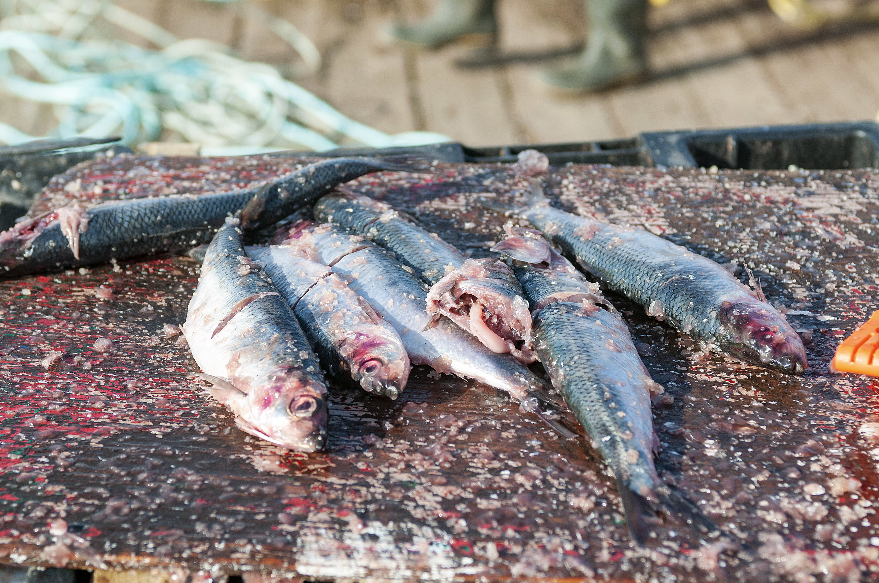 Only a lobster would find this load of herring bait appetizing. (Brian McInnis)