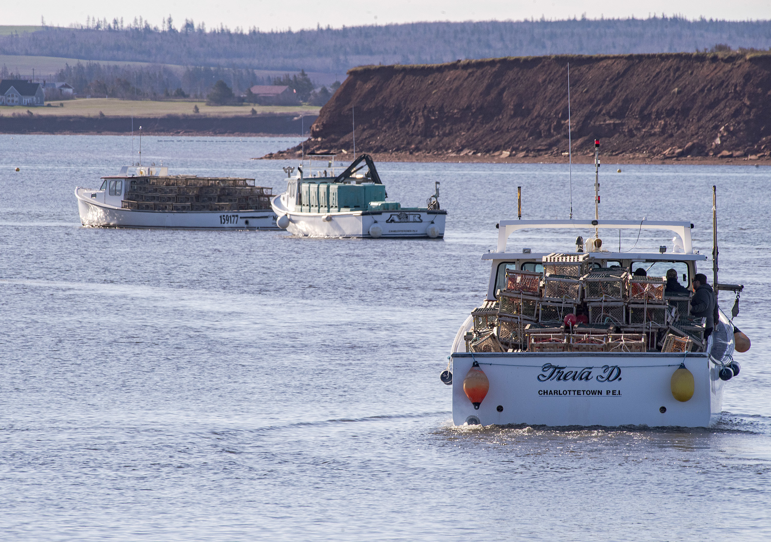 A mussel harvesting boat is sandwiched between lobster boats as they all head out of Malpeque Harbour Tuesday during the opening day of the P.E.I. lobster season. The day is traditionally called setting day. (Brian McInnis/CBC)