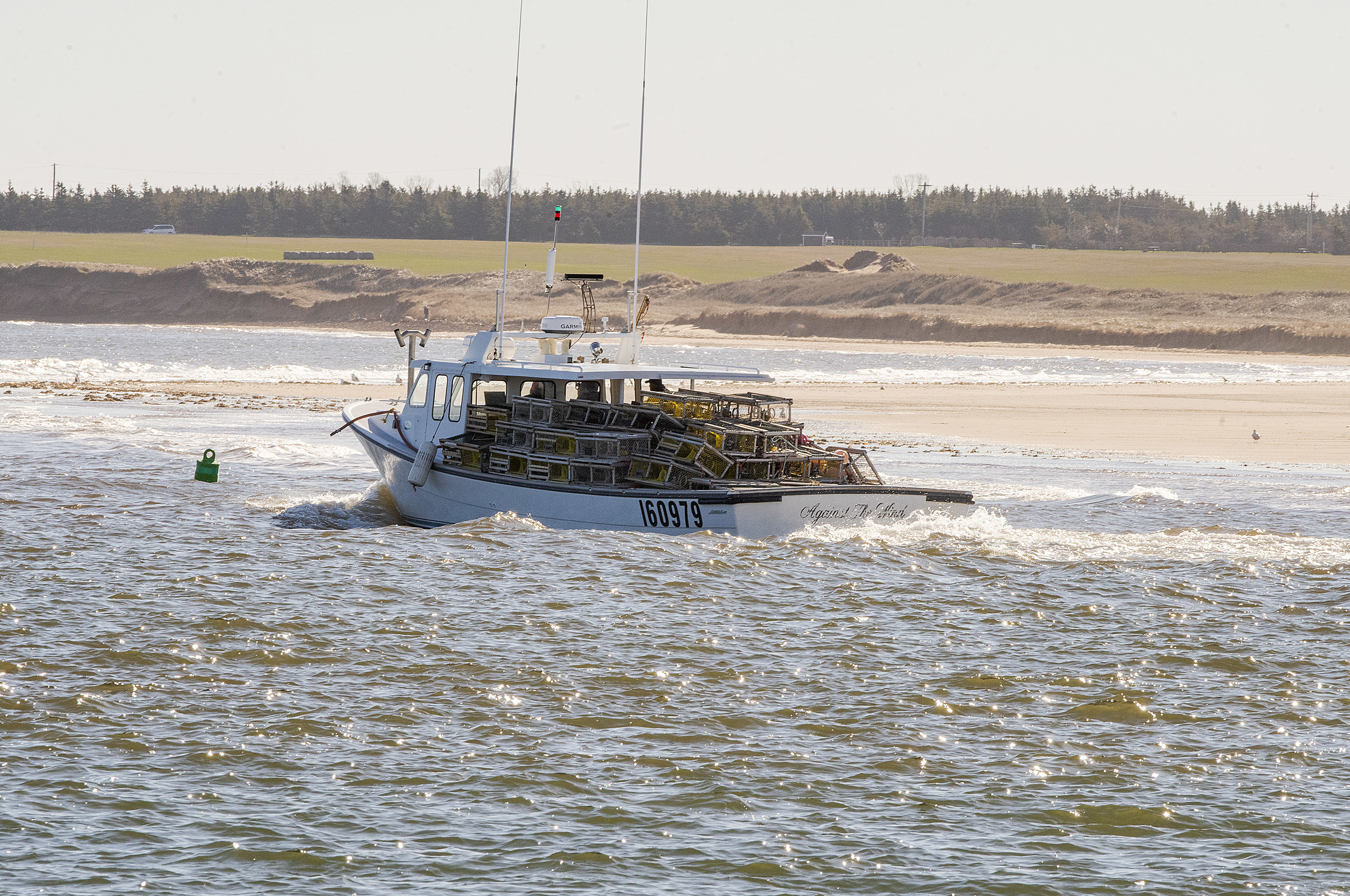 The captain of the Against the Wind takes his boat through the Malpeque Harbour channel Tuesday during the opening of the P.E.I. lobster season. (Brian McInnis/CBC)