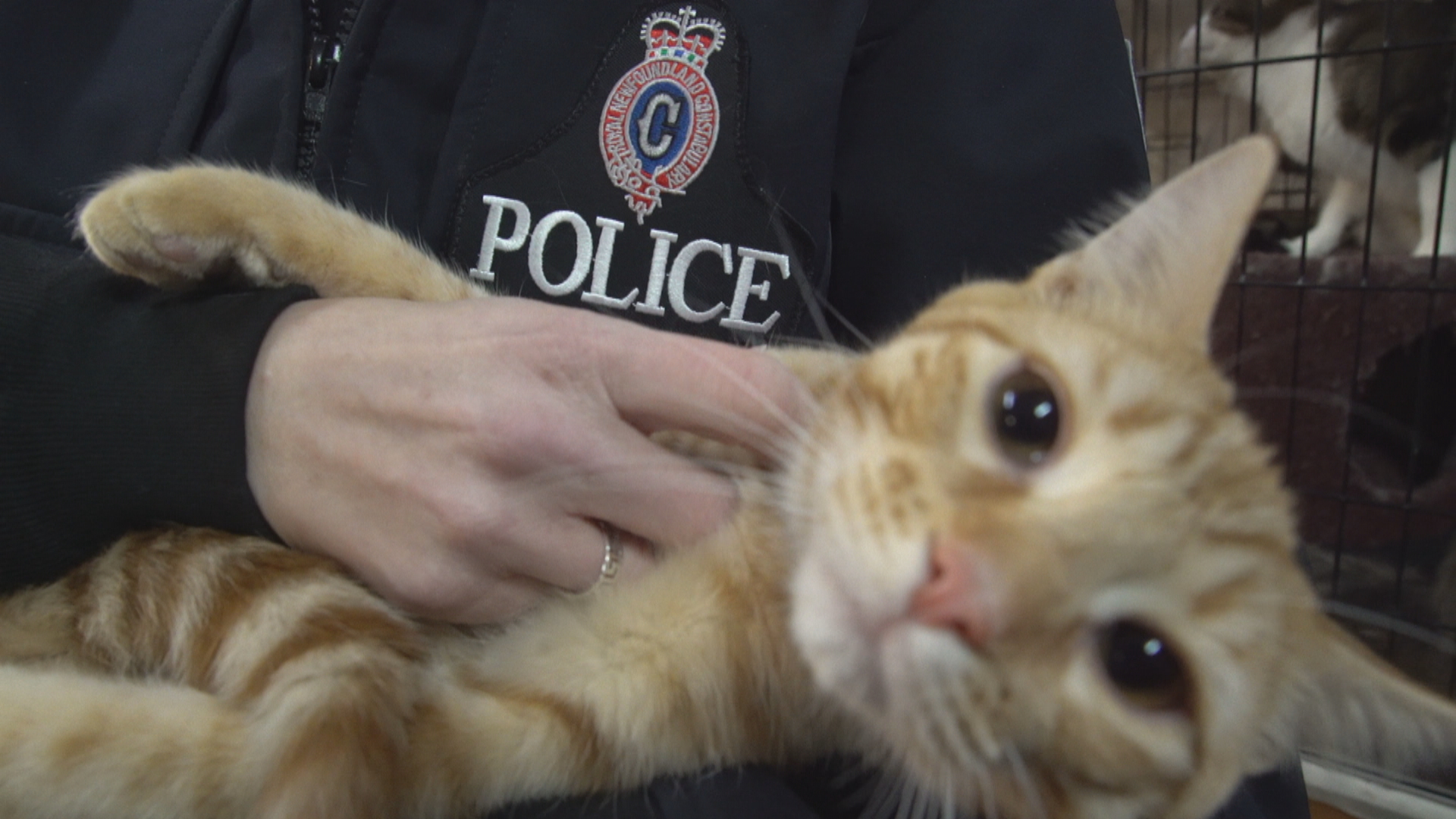 This adoptable cat gets a scratch from Const. Shawna Park during a visit to the NL West SPCA. (Sherry Vivian/CBC)