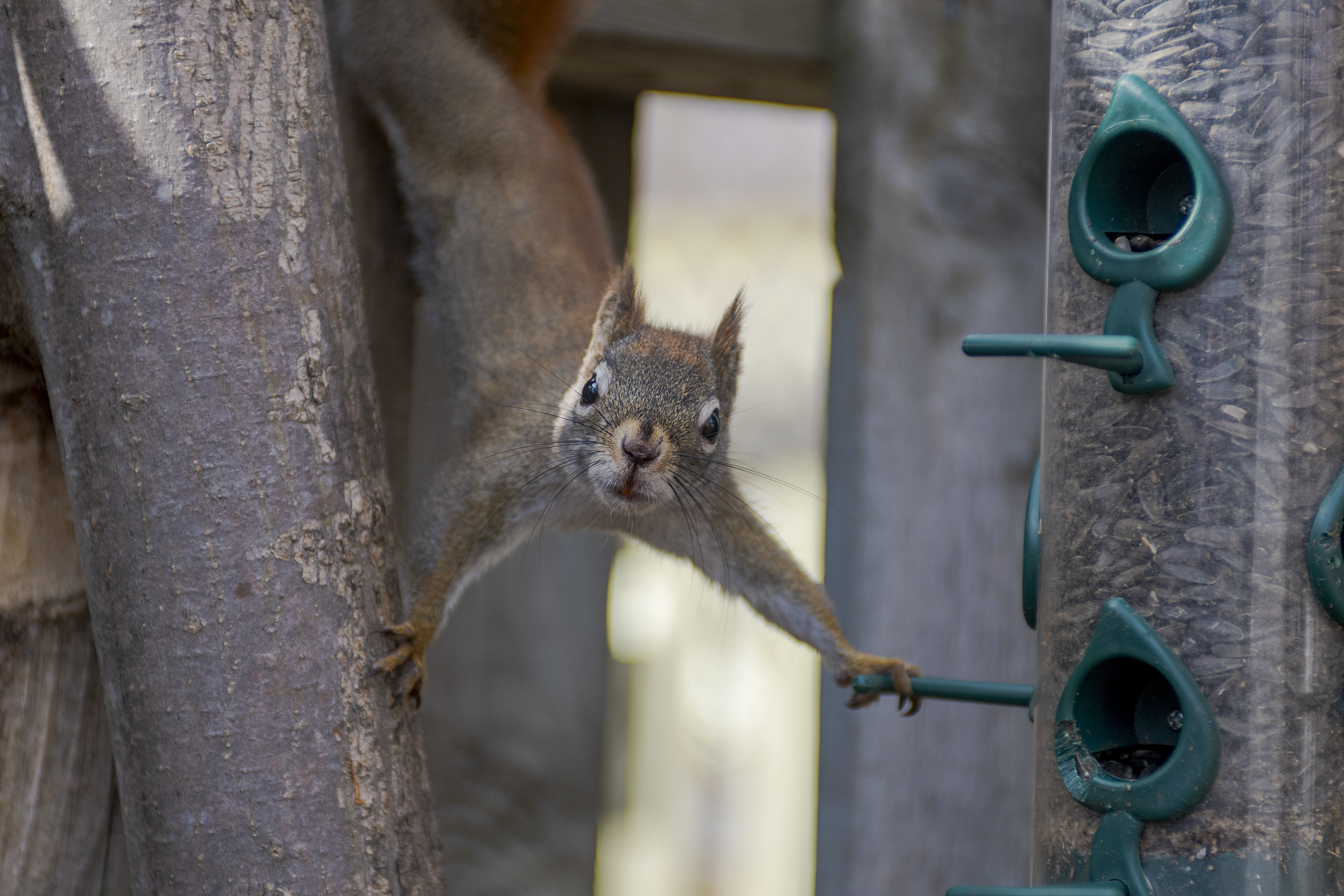 This squirrel was caught in the act of raiding a bird feeder. Squirrels are quite acrobatic so they have no problem getting at household feeders and the tasty seeds they contain. (Brian McInnis/CBC)