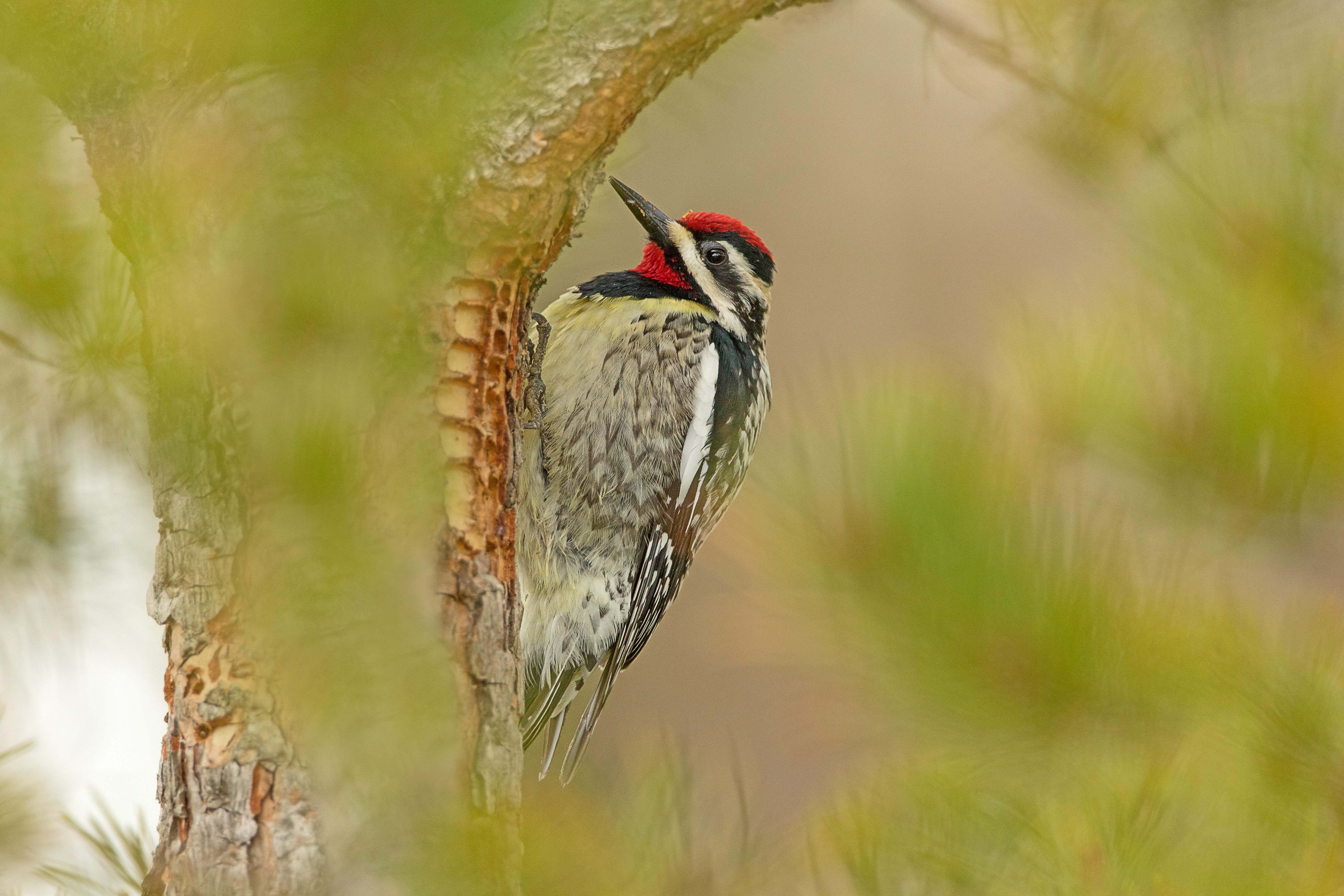 The yellow-bellied sapsucker is a species of woodpecker which lives in younger stands of trees, where it drills holes into the bark (as shown here). These holes drip with sap and insects, which are attracted to the sweet sap, become stuck to it — an easy meal for the sapsucker. Other animals such as squirrels and even ruby-throated hummingbirds will feed on the sap and insects when the woodpecker isn't around. (Brendan Kelly)