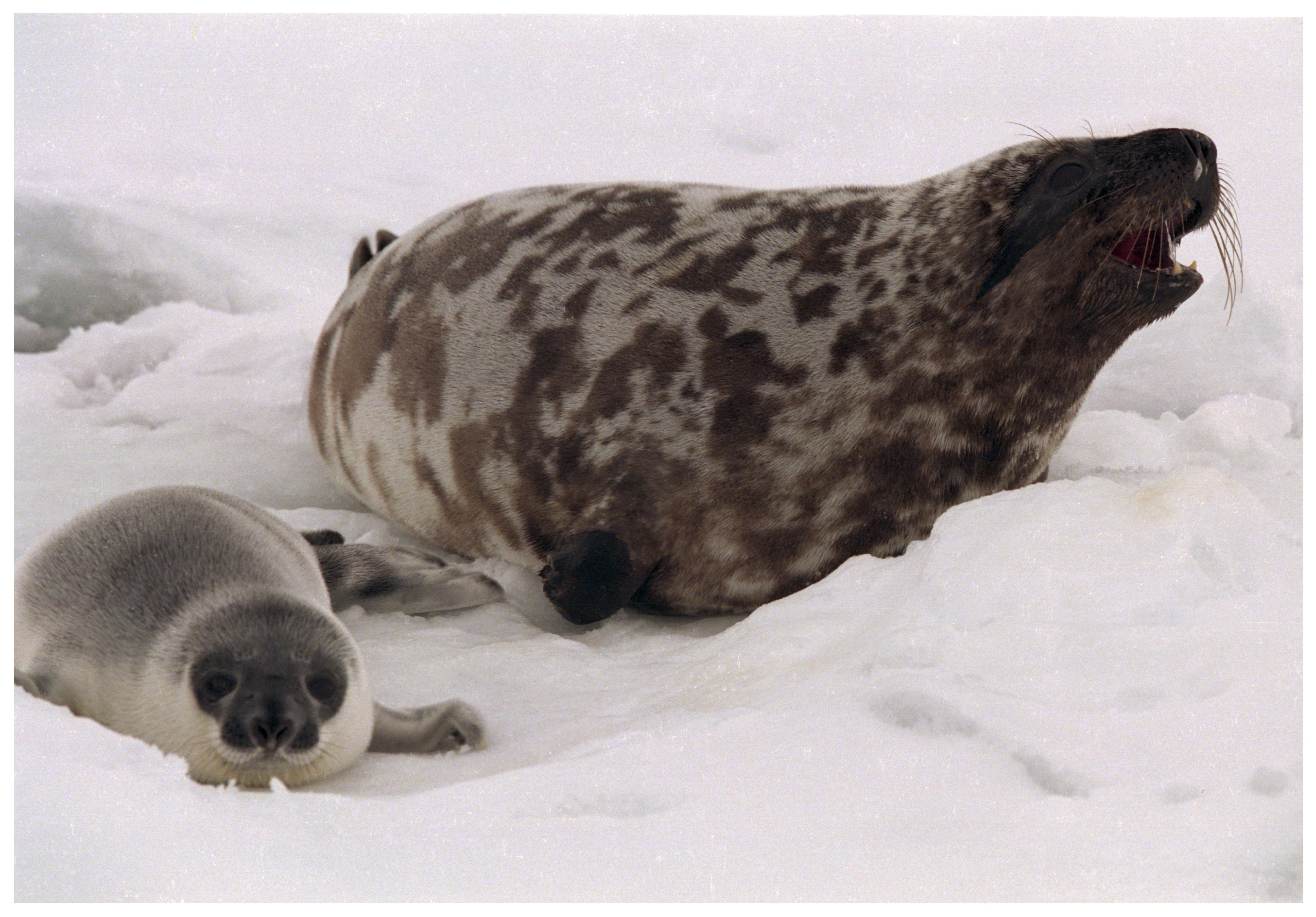 The Canadian seal hunt is now a shadow of its former self. Many countries have banned the sale of products made from harp seals. (Paul Daly) 