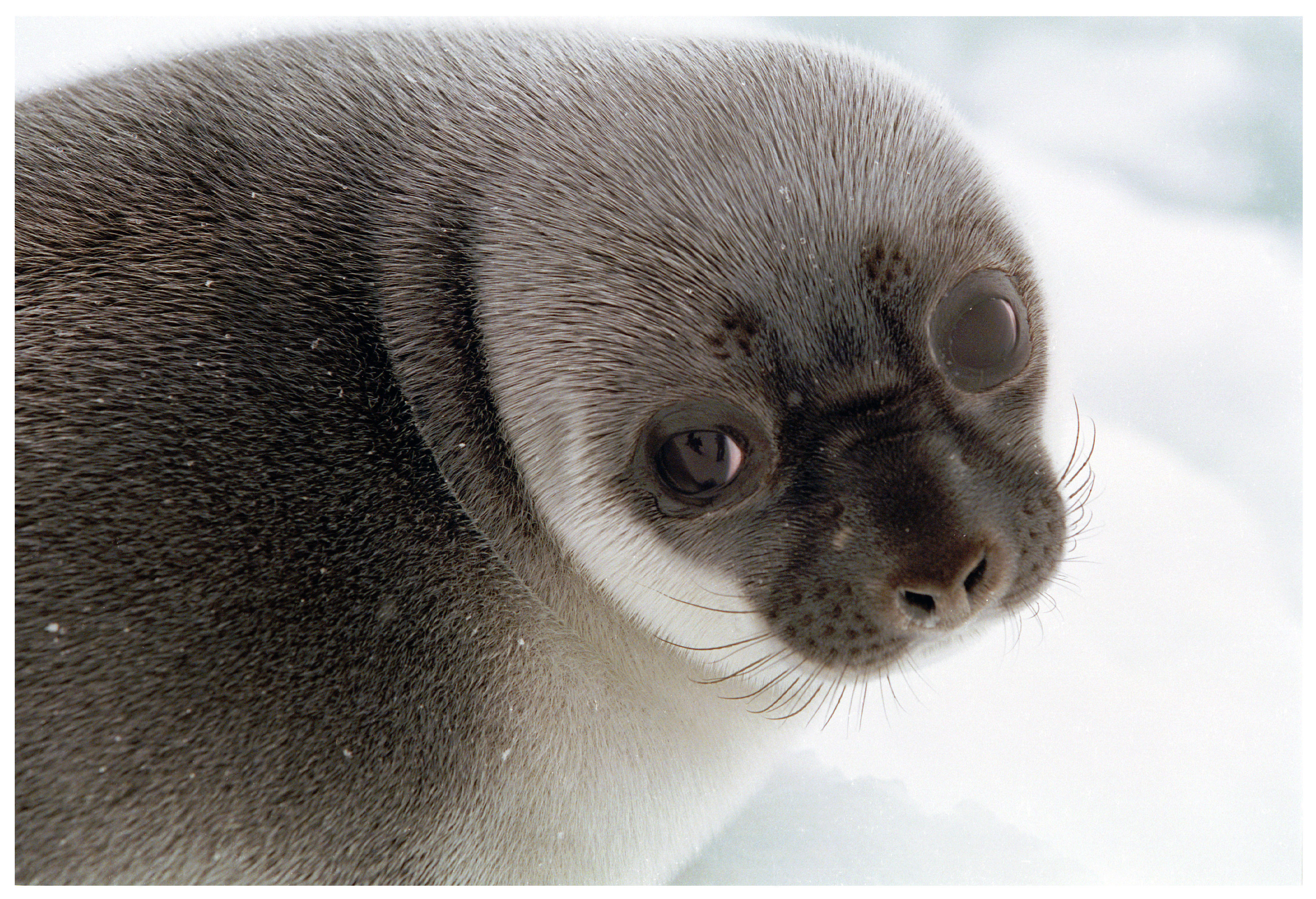 A seal pup seen off Labrador in March 1999. (Paul Daly) 