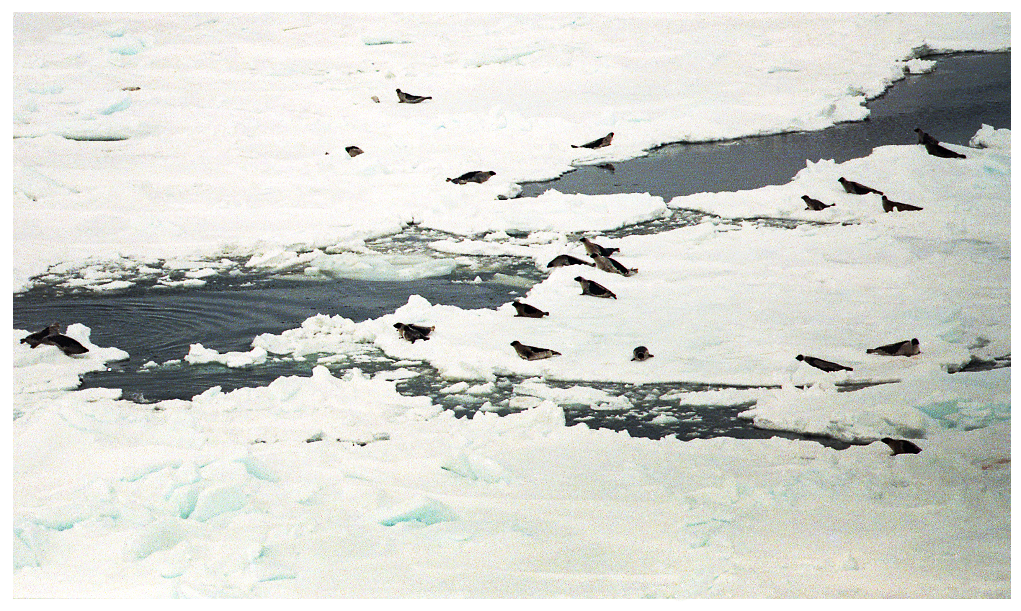 Harp seals seen on ice floes off the southeast coast of Labrador, photographed on March 18, 1999. (Paul Daly)