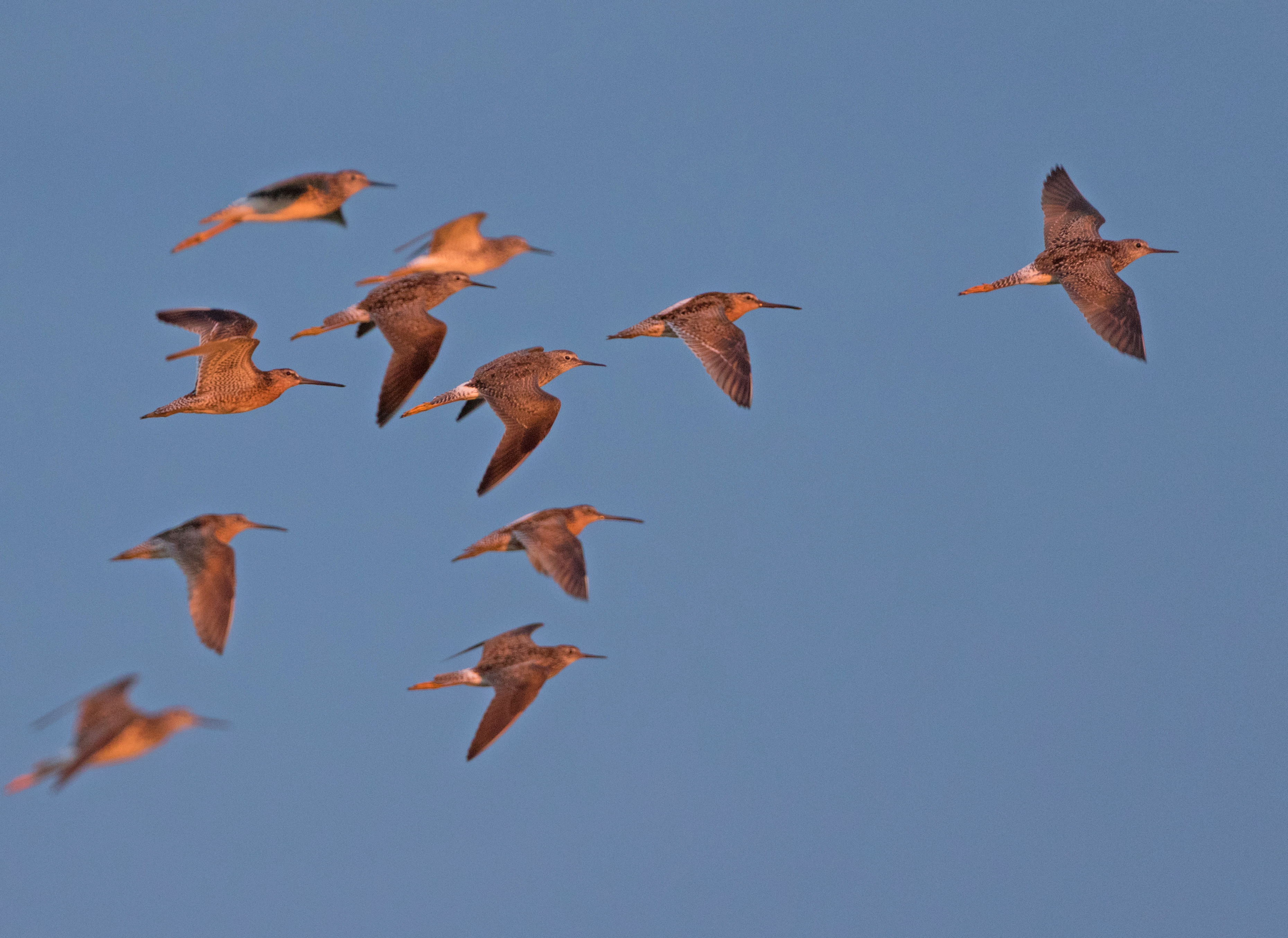 The shorelines and wetlands of P.E.I. are a vital stopover site for thousands of shorebirds each spring as they migrate from their Arctic breeding grounds to their wintering grounds in South America. This mixed flock of short-billed dowitchers and lesser yellowlegs were found in Prince Edward Island National Park. (Brendan Kelly)