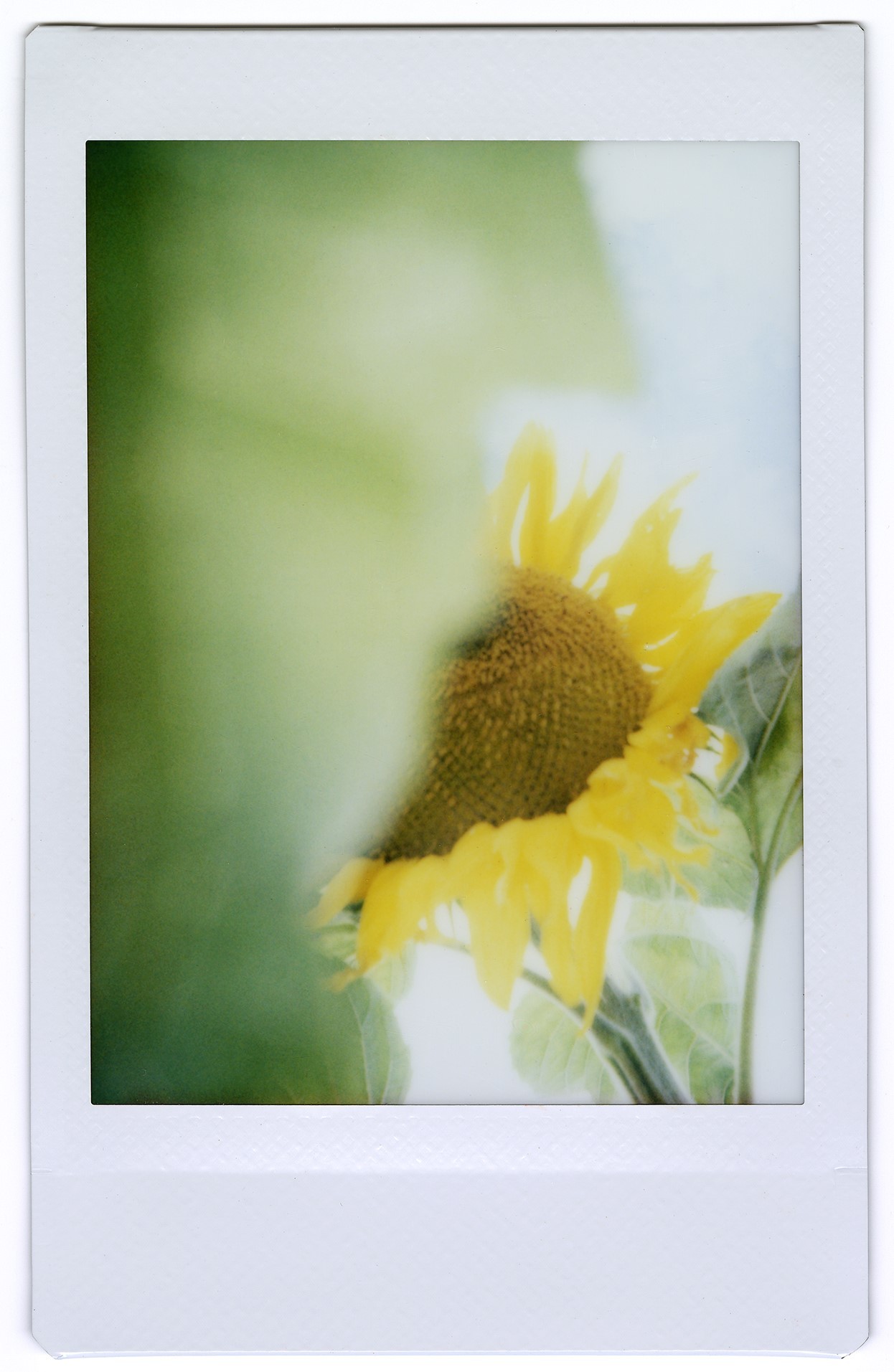 The sunflower Atonhwentsine Paul took last summer in her family's garden. (The Kahnawake Photo Archive)