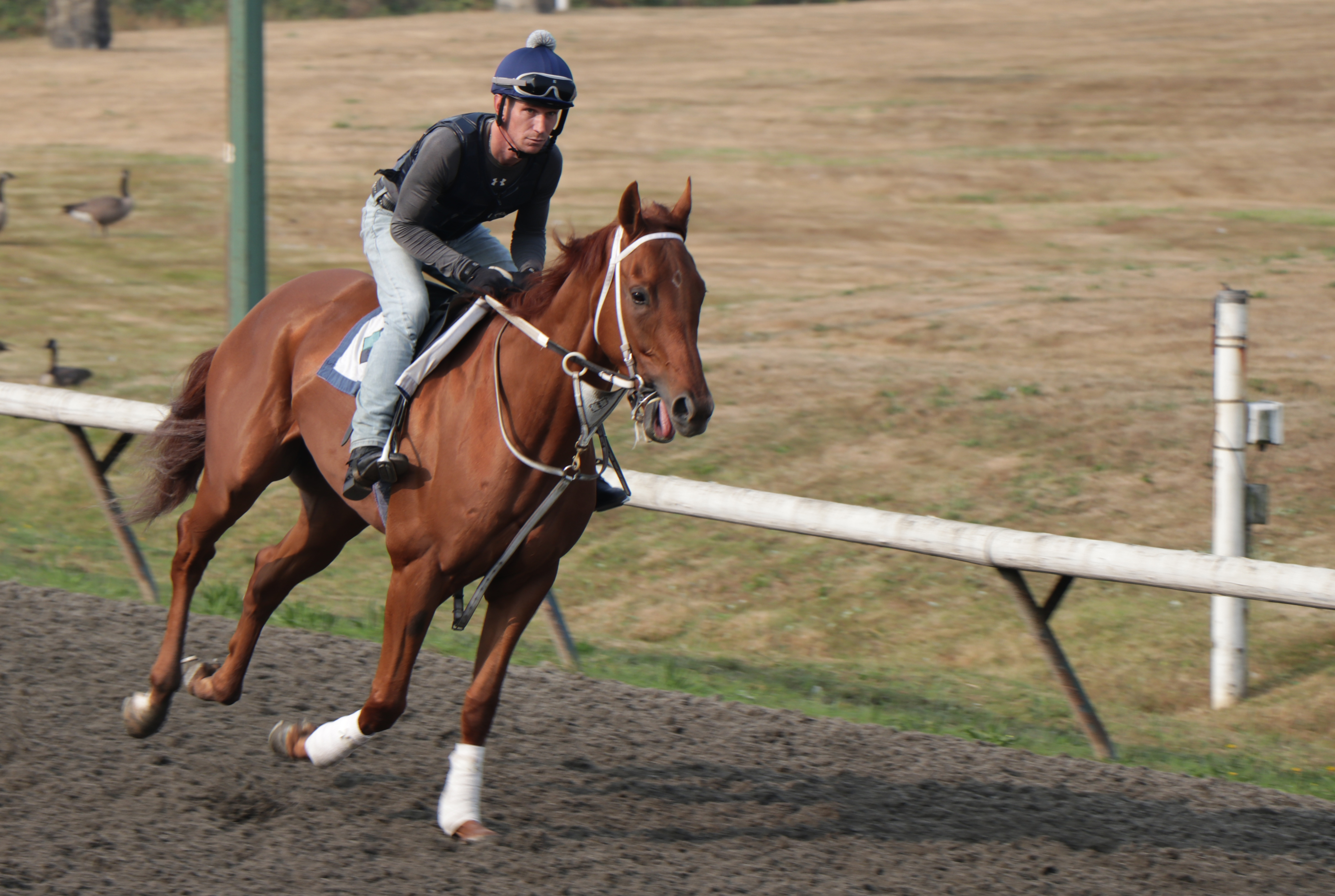 Ruthven says equine sports massage therapy can help horses perform better on the race track.. (Maryse Zeidler/CBC)