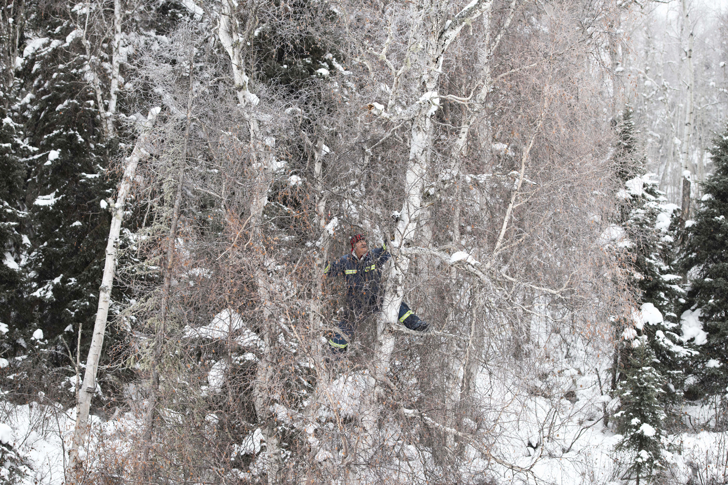 Chaga is often found high up on birch trees. Sometimes Tommy Bird waits for the trees to fall; sometimes he makes risky moves to harvest it. (Kandis Riese)