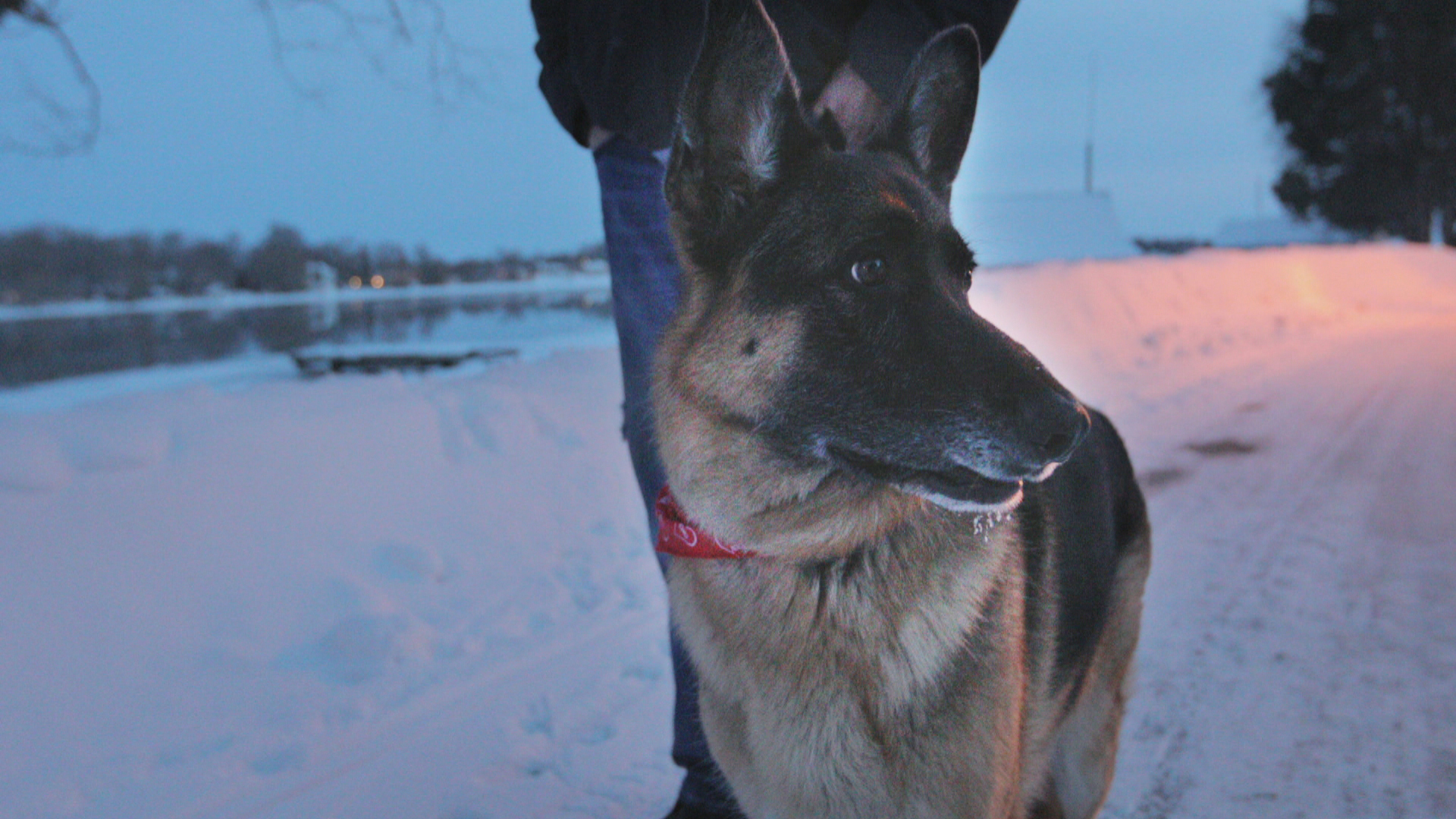 Moore says his dog, Tyson, saved his life when he was contemplating taking his own life. (John Badcock/CBC)