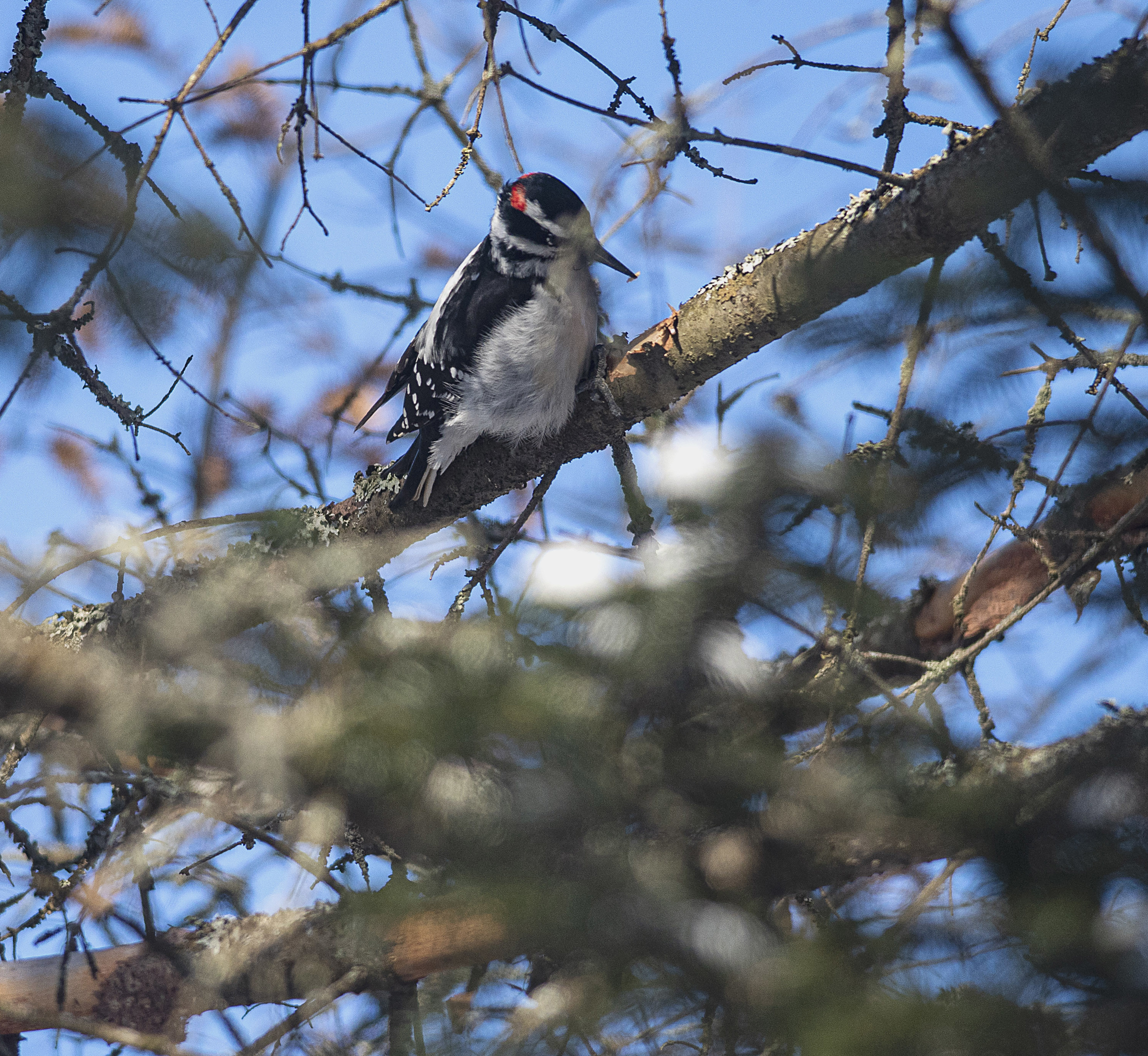 For birds such as this downy woodpecker, which depend on grubs living under the bark of trees or the suet balls found at bird feeding stations, winter makes it tough to find food. After about 10 minutes of determined pecking, this bird pulled out a tiny grub. Any little bit helps. (Brian McInnis/CBC)