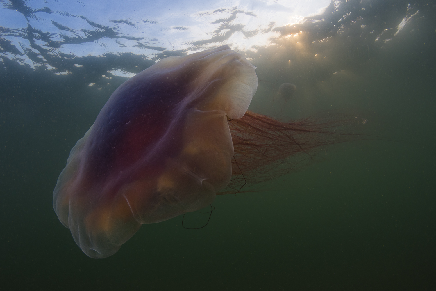 If you can get past the fear of their stinging tentacles, lion’s mane jellyfish are actually quite pretty to look at. (Sean Landsman)