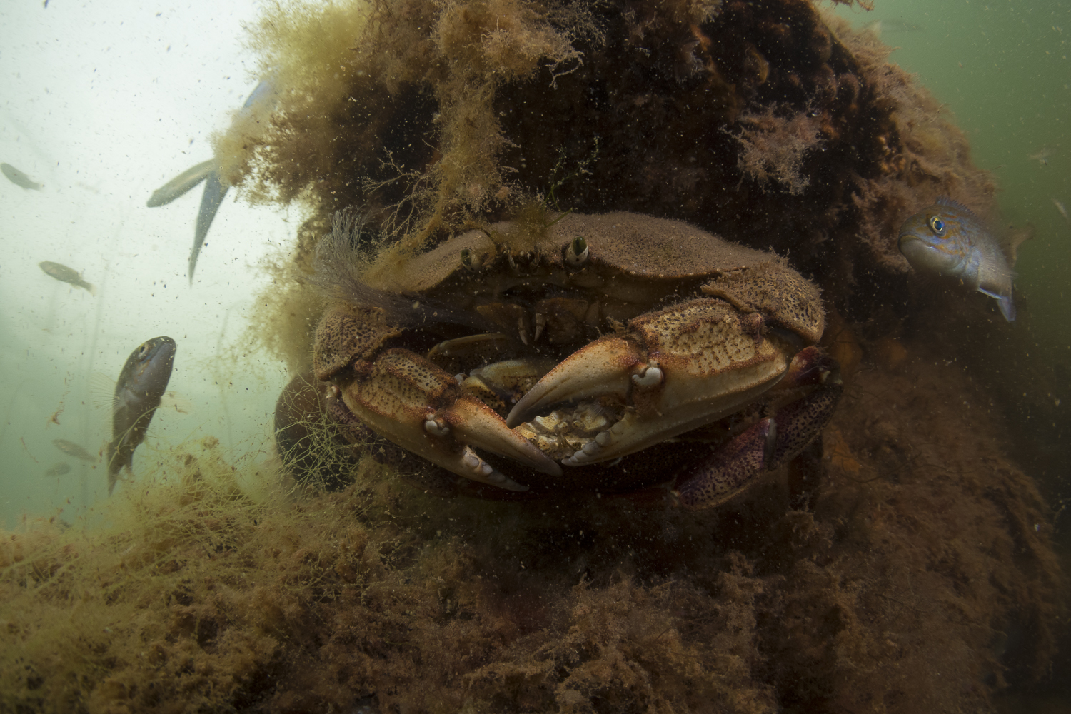 Rock crabs are everywhere at Pogey Beach. This one was nestled into the old wharf near the entrance to the beach. Beneath his burly claws is his mate, who he’s tucked tight against his body. (Sean Landsman)