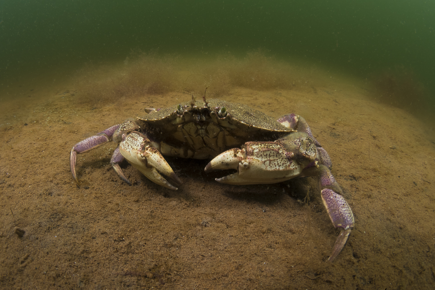 A simple portrait of a rock crab. (Sean Landsman)