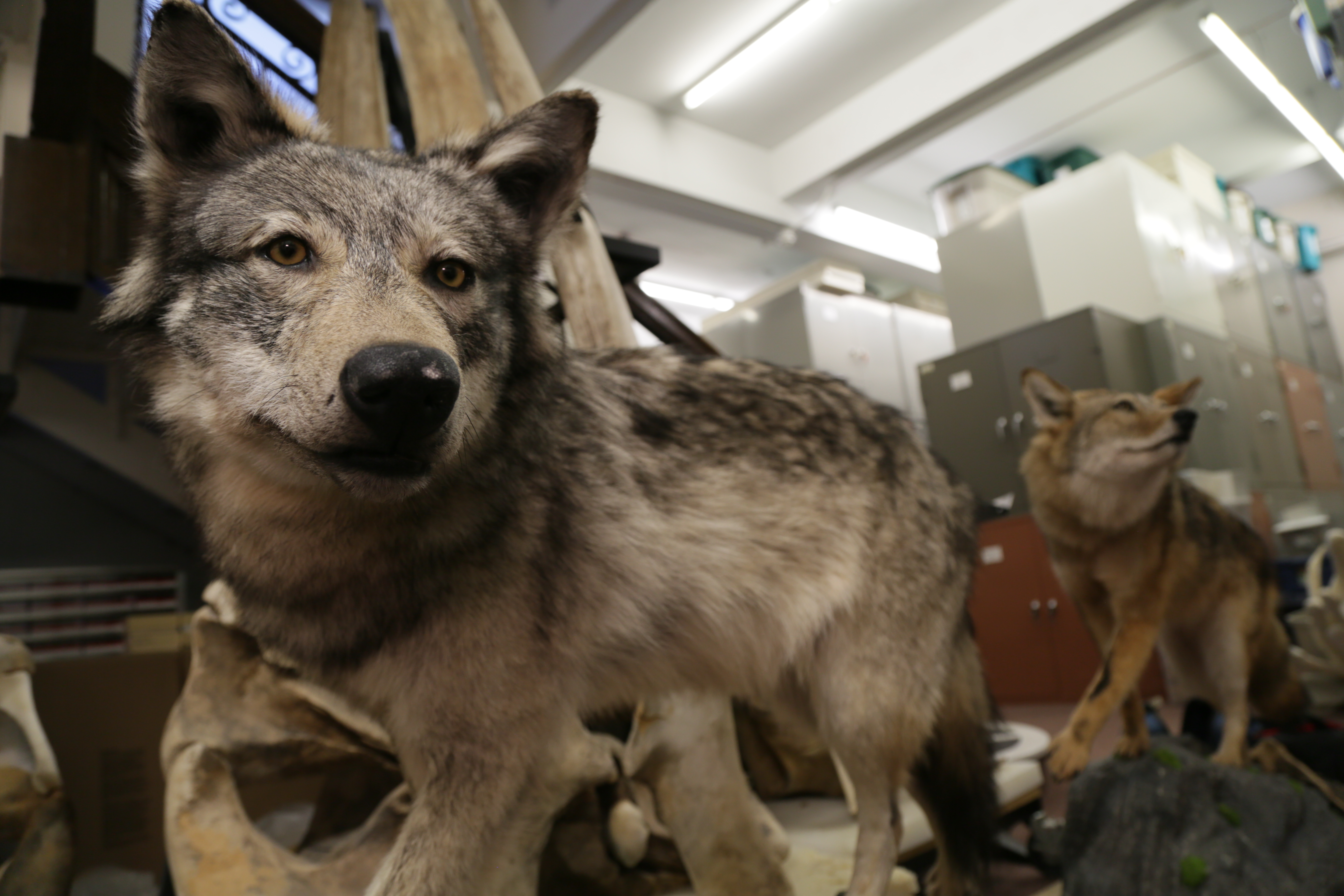 what does coyotes will hybridize dogs