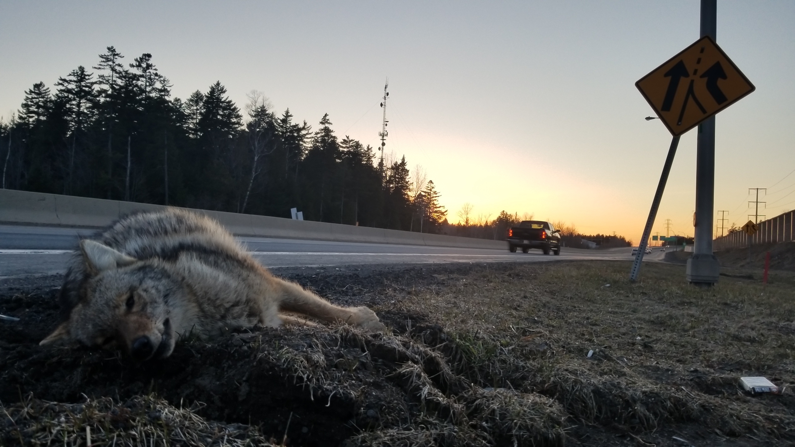 From cities to forests, the eastern coyote can be found everywhere in New Brunswick. This one was killed by a car in uptown Fredericton in May 2018. The coyotes are described as resilient, adaptable and cunning by those who work with them, but many people are unaware of their close proximity to the predator. (Shane Fowler/CBC News)