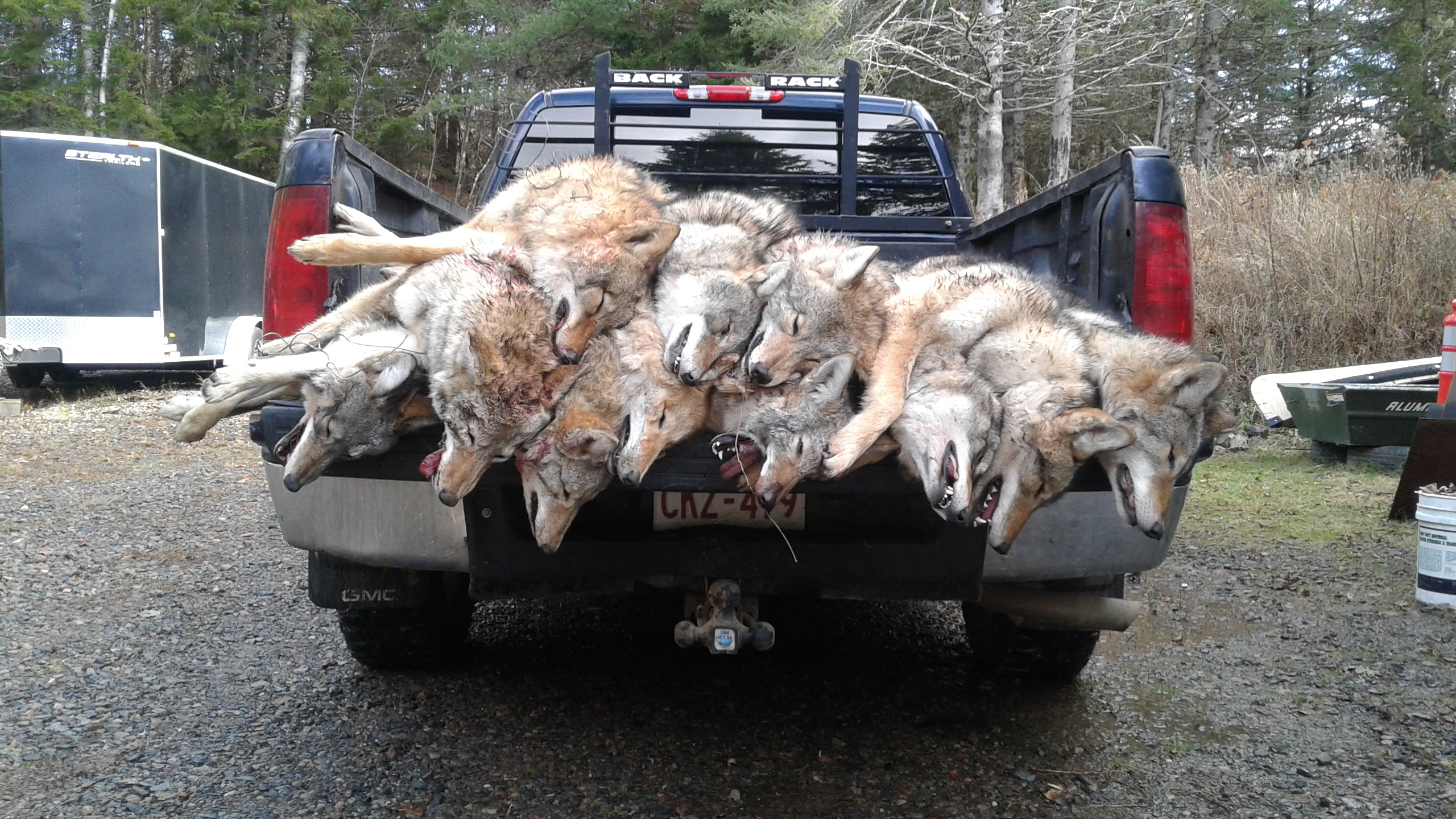 Turmel's traplines in southern New Brunswick catch close to 100 eastern coyotes every season. Their pelts and furs are sold, often to international markets, including Russia and China. (Submitted: Paul Turmel)