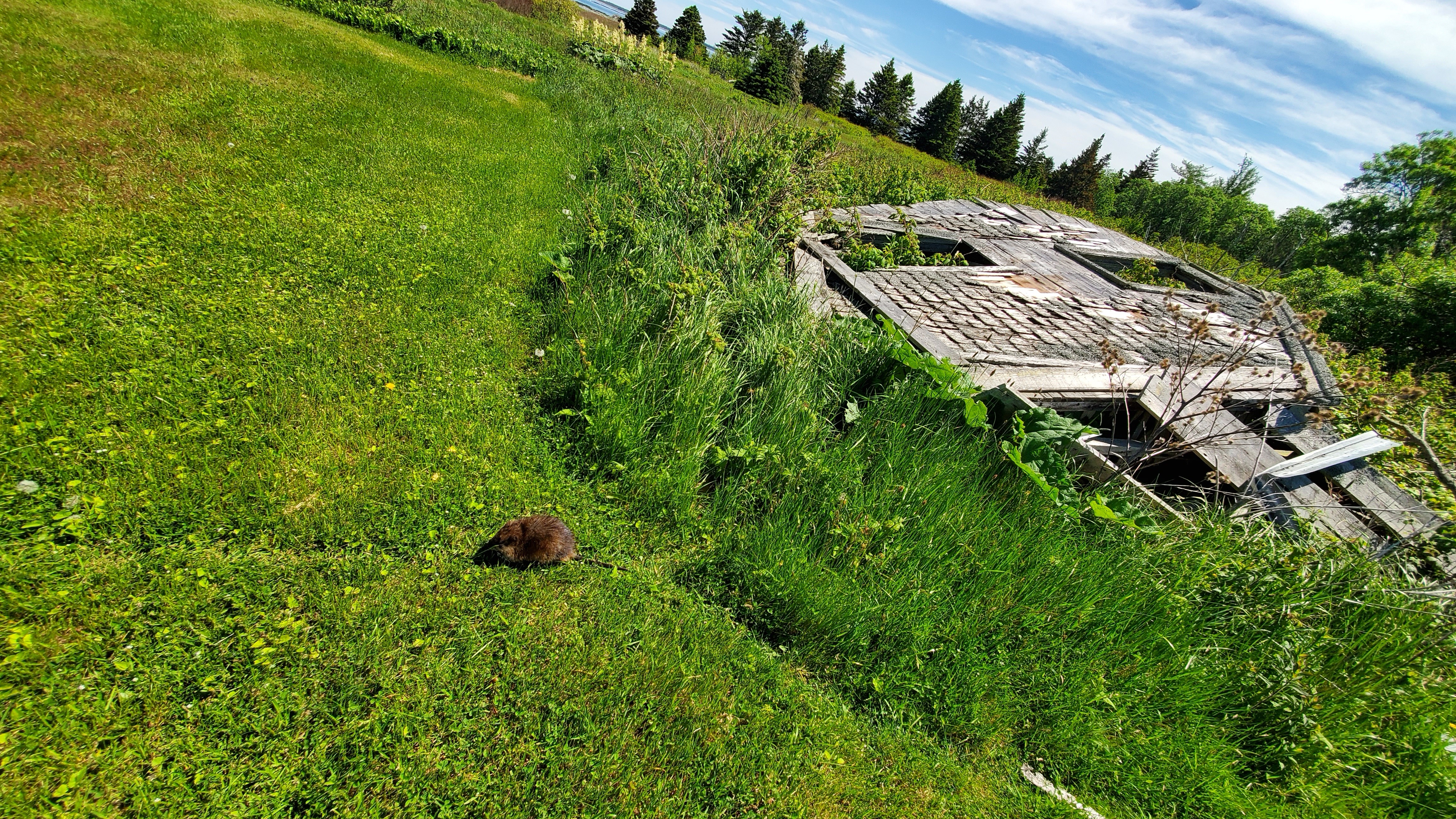 A muskrat makes its way to the ocean from its home in a collapsed Wood Island house. (Shane Fowler/CBC)