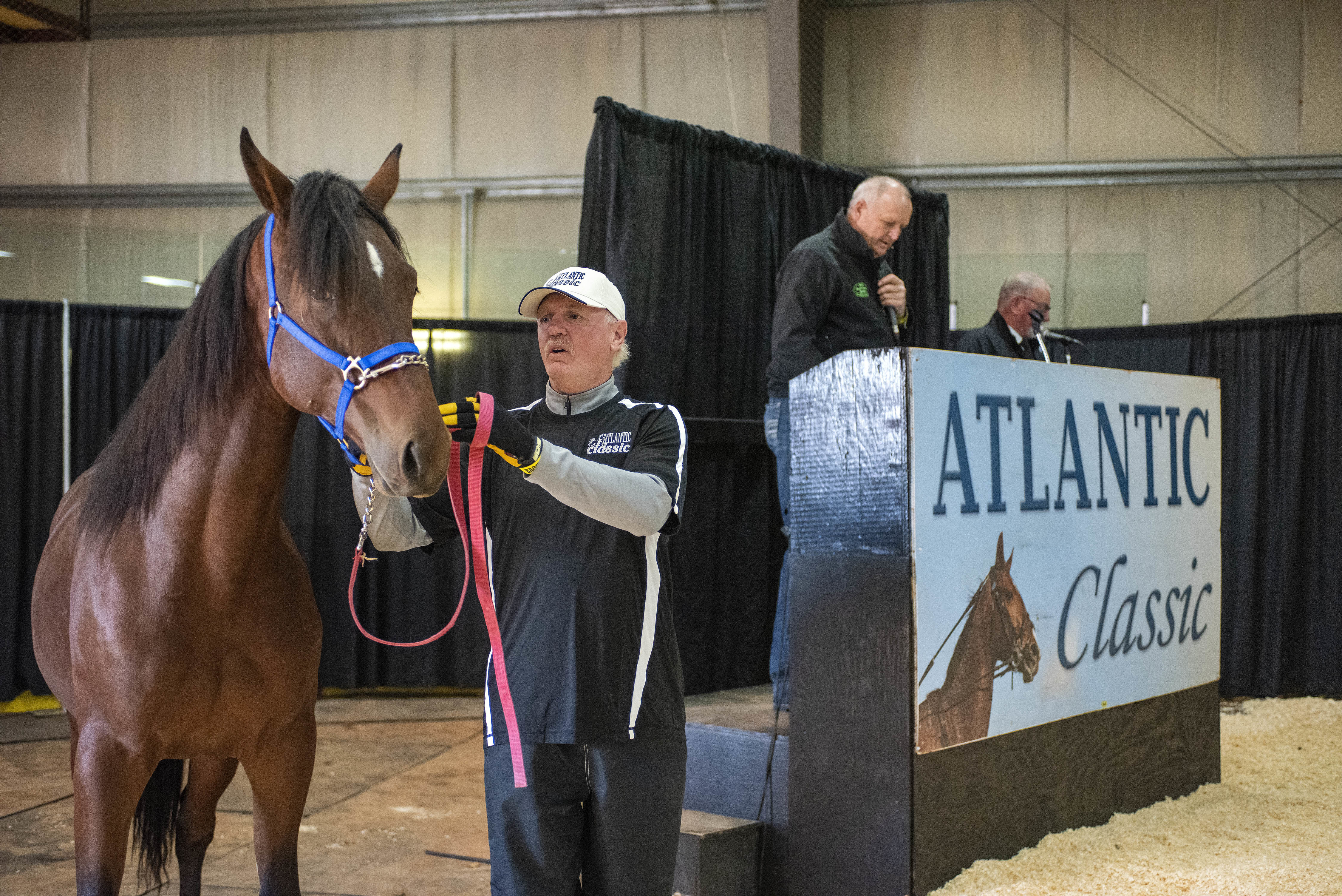 A horse handler adjusts the halter on Minority Tory before it enters the auction ring Friday. The auctioneer was Allison Smith, left and Vance Cameron was the pedigree reader who informed the buyers of each horse’s history. Minority Tory was consigned by Wilfred L. Poulton of Hazelbrook and sold for $17,500. (Brian McInnis/CBC)