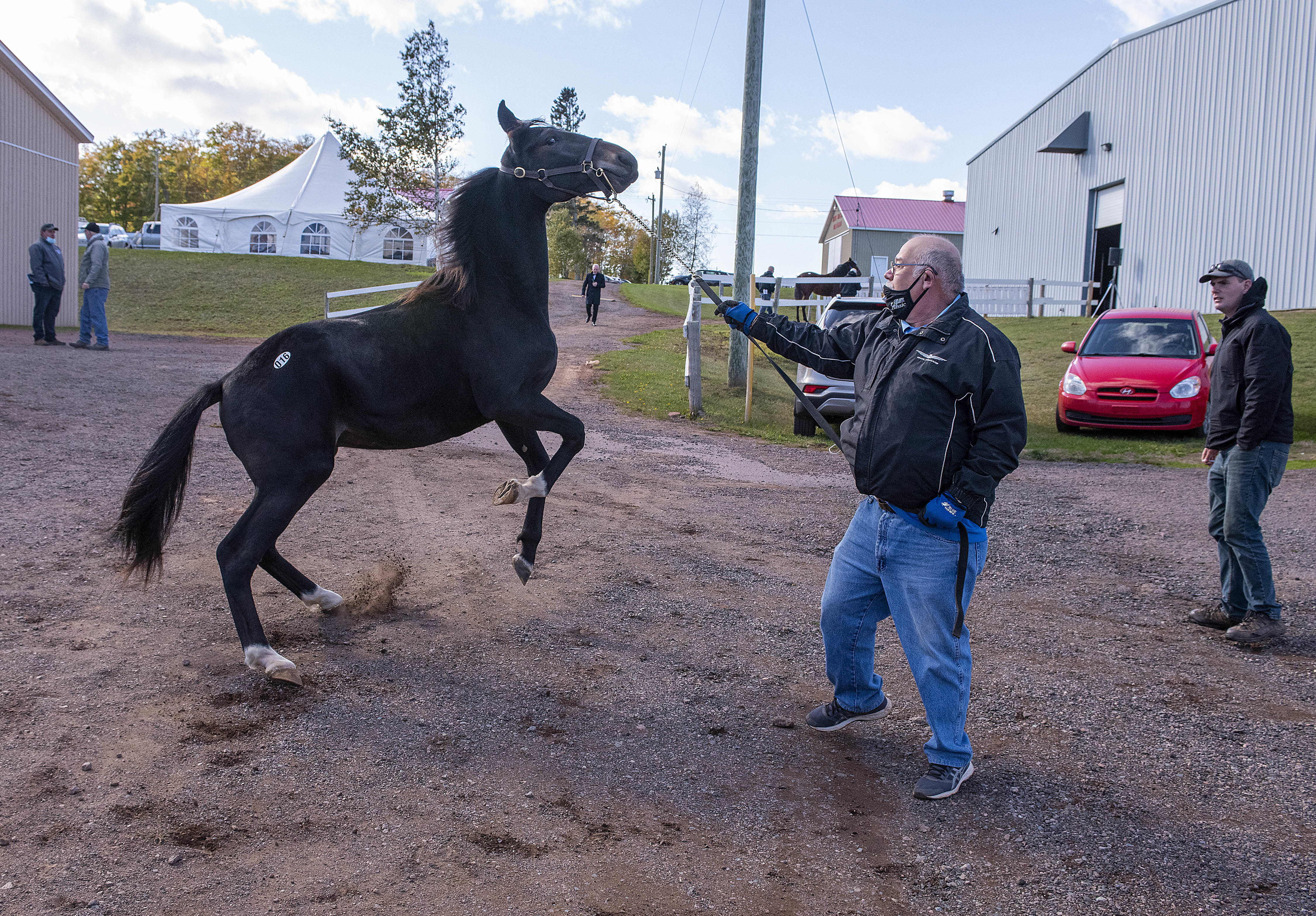 Cadillac shows its reluctance to go into the auction ring and groom Stephen Pineau has to use his horse handling skills. Cadillac, sold by Eldred B. Nicholson and Peter Buchanan of North Rustico, brought in $25,000, which is a Maritime record for a regionally sired trotter. (Brian McInnis/CBC)