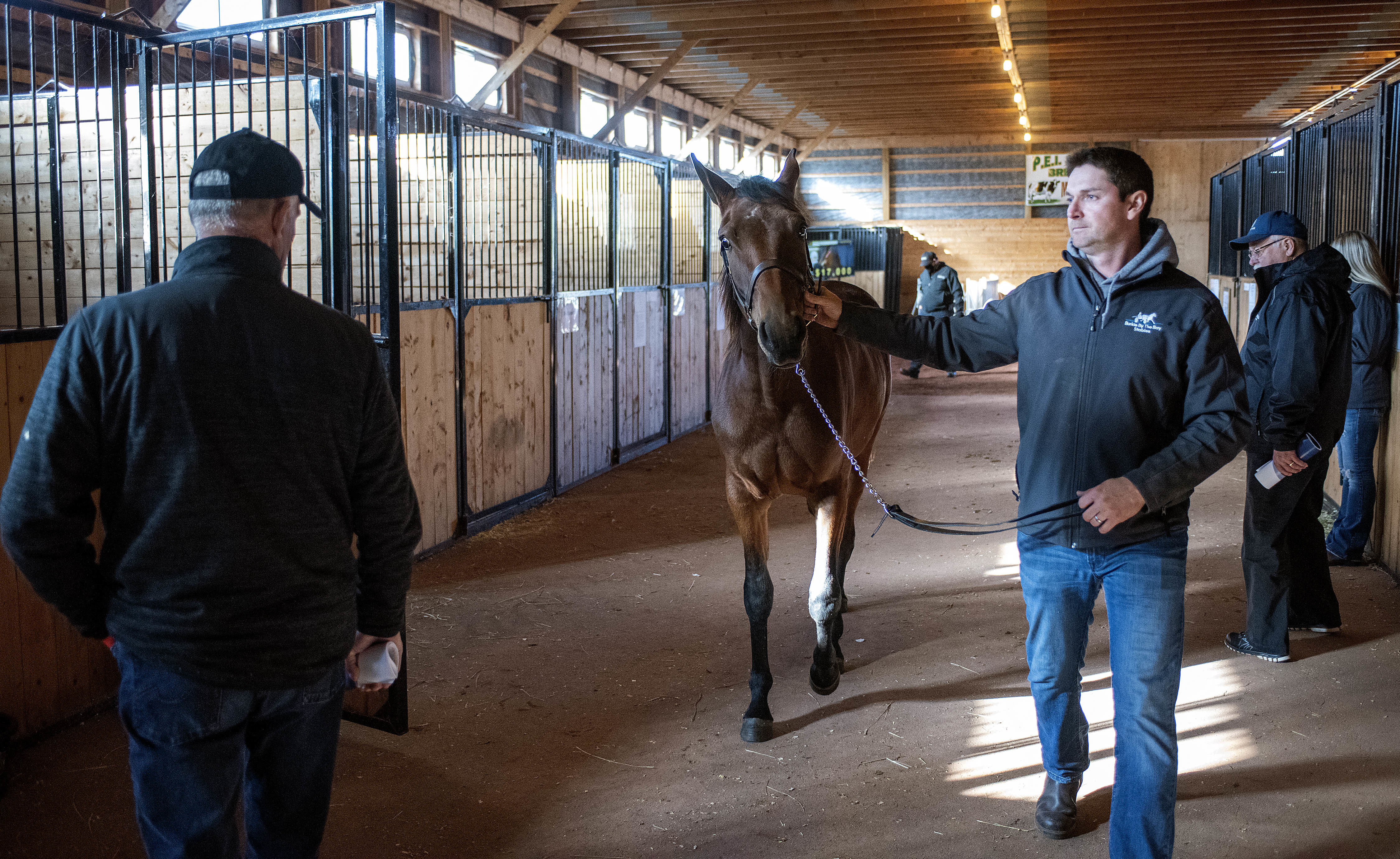 Robin Burke of Brackley, P.E.I., shows his horse Sports Affair to a prospective buyer. It sold for $20,000. (Brian McInnis/CBC)