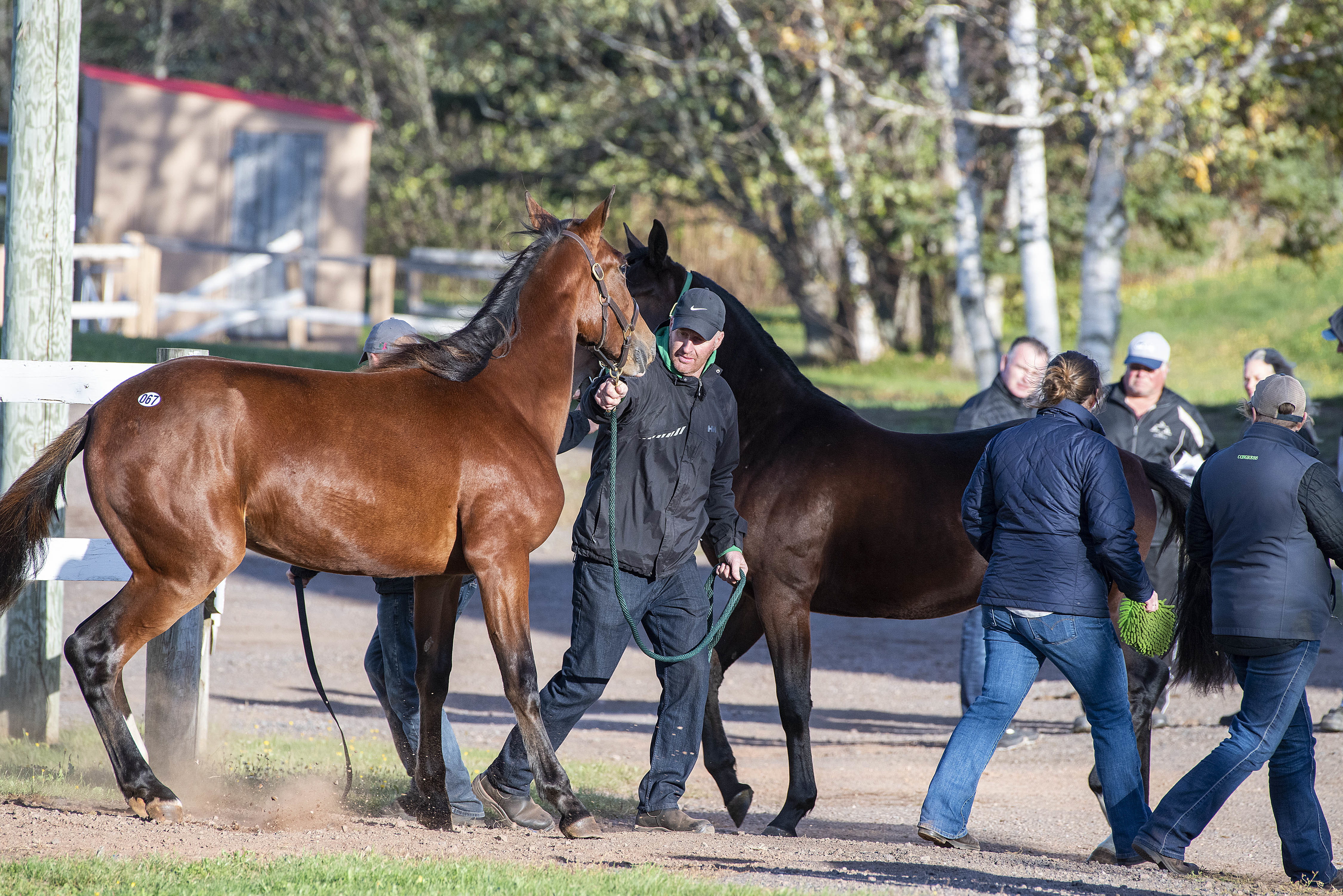 Sugary Sweet seems a little agitated as it passes another horse on its way back to the barn after its sale for $9,000. Sugary Sweet was consigned by J. Gregory MacKenzie of Scotsburn, N.S. (Brian McInnis/CBC)