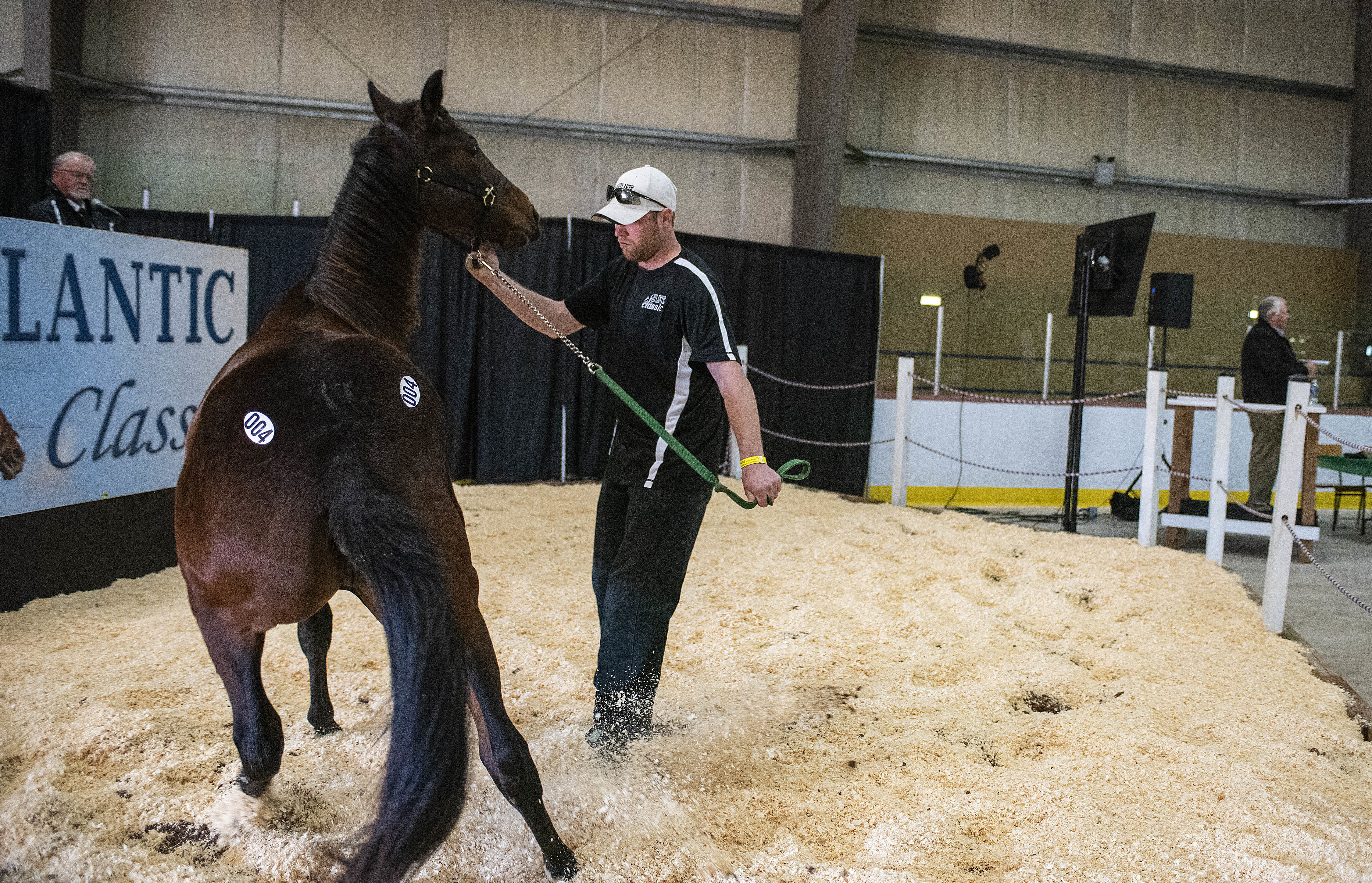 These are young horses that never experienced anything quite like this sale so some were skittish and anxious about getting into the ring, and had to be coaxed to be calm. (Brian McInnis/CBC)