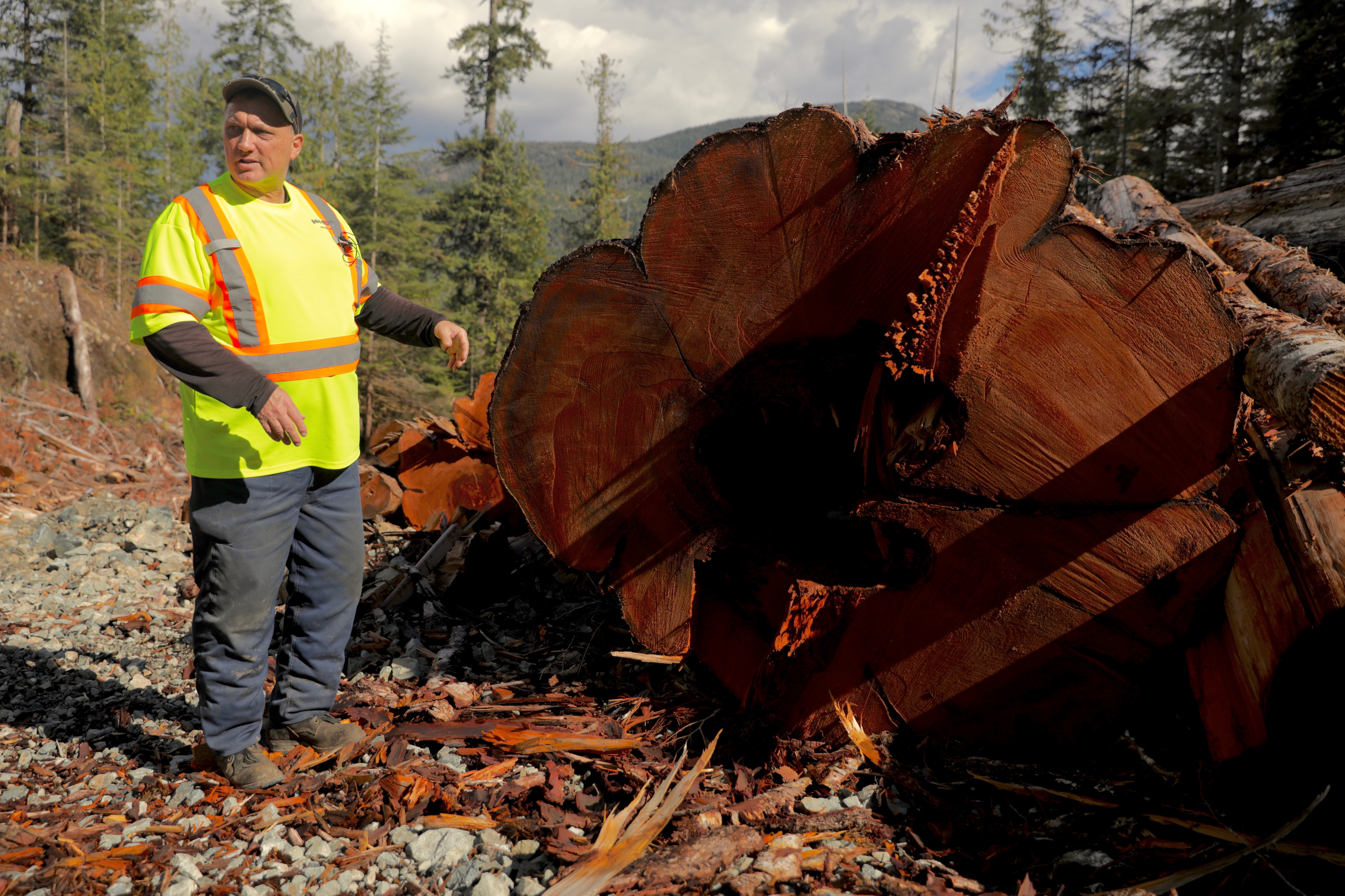 Forestry manager Zoltan Schafer shows an old-growth cedar in the Nahmint Valley. (Chris Corday/CBC)