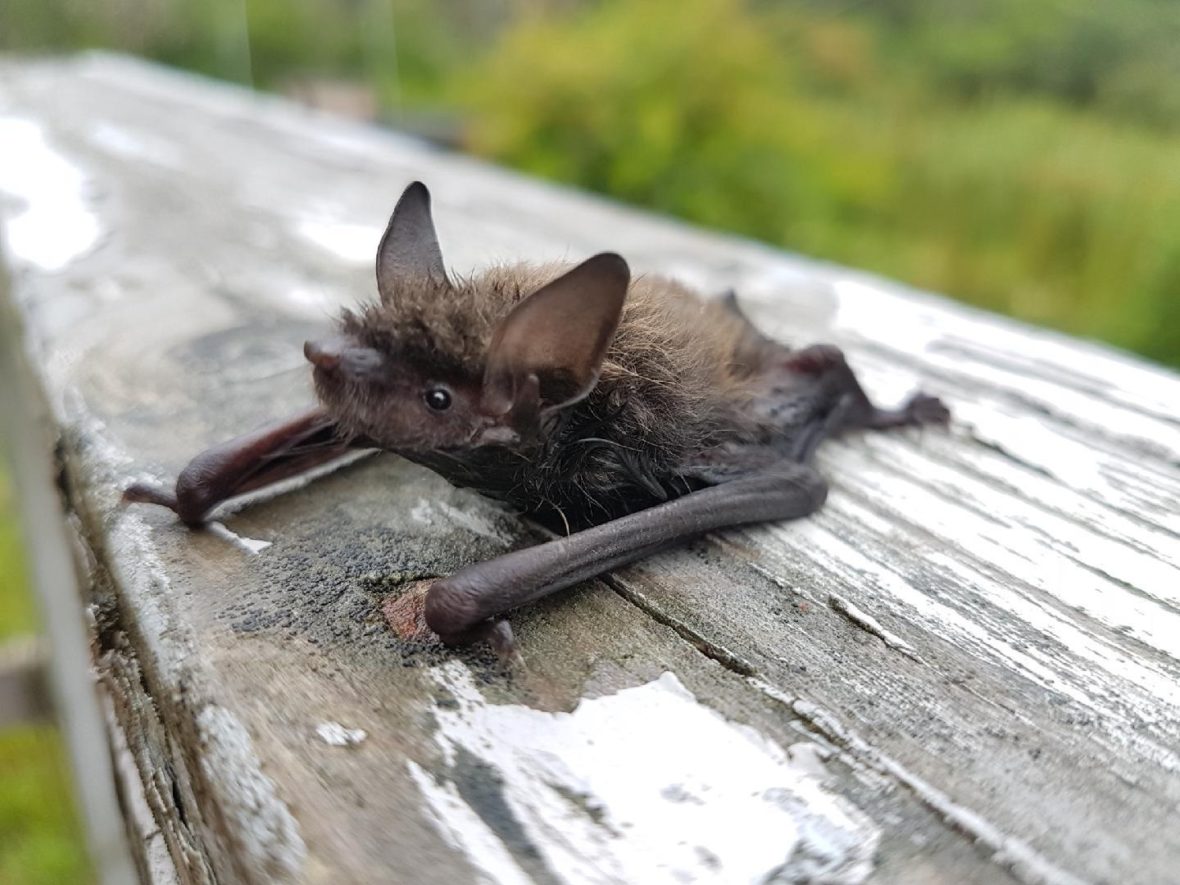 The bat seekers of Nova Scotia CBC News
