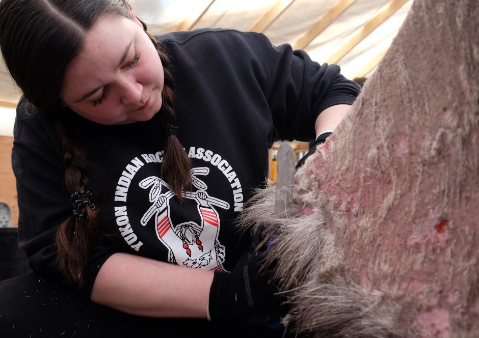 A woman leans over an almost bare moosehide. She's using a large knife to cut off the moose hair.