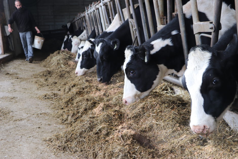 Goats, grains and beer CBC News