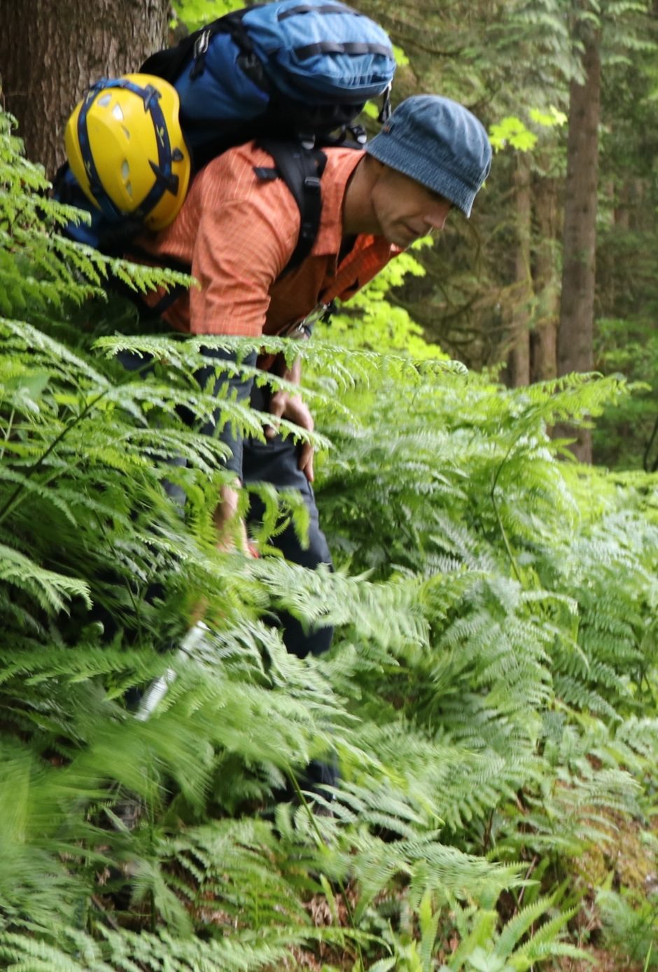 Search and rescue volunteers trudge through the bush during a training session on the North Shore.