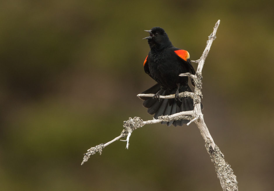 Meet some of the beautiful birds that call P.E.I. home - CBC News