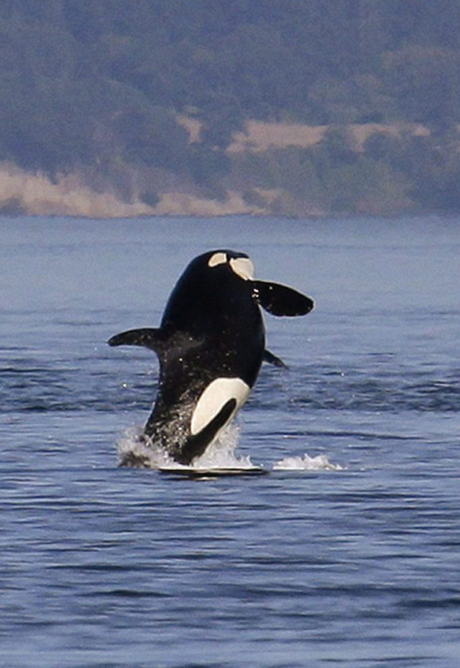 In this file photo taken July 31, 2015, an orca whale leaps out of the water near a whale watching boat in the Salish Sea in the San Juan Islands, Wash. 