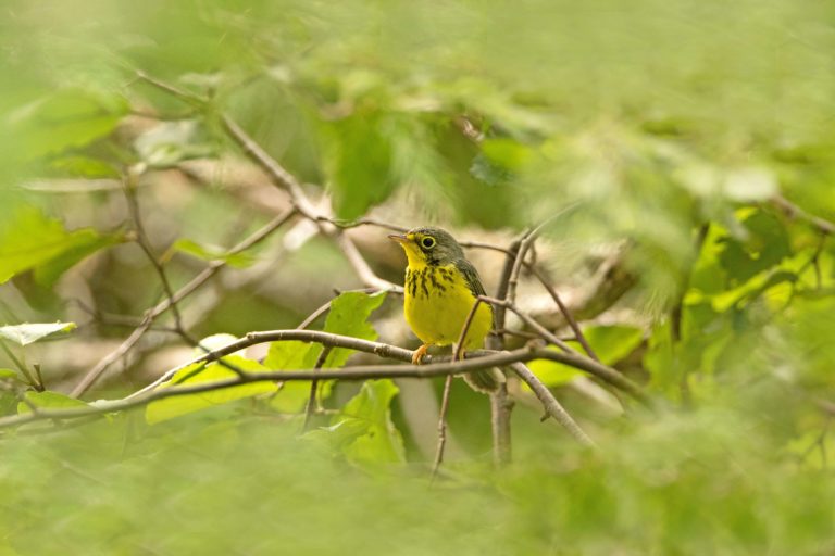 can you slaughter animals at home canada