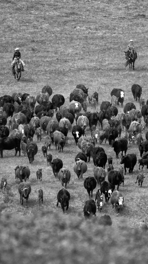 A century of branding at the Bar S Ranch | CBC News