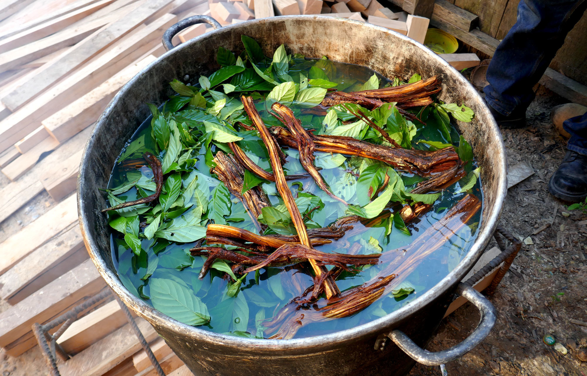 The Shipibo tribe figured out hundreds of years ago that when the ayahuasca leaf is boiled down with the vine, it creates a potent psychedelic brew. (Mark Kelley/CBC)