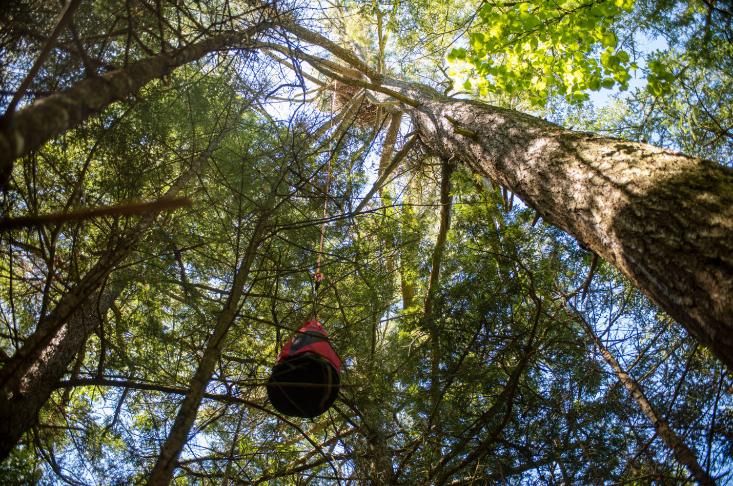 A canvas bag containing a weeks-old bald eagle is lowered about 21 metres to the ground from its nest so it can be banded. Some eagles' nests can weigh several tonnes because the nests are used each breeding season and the adults do renovations each year. (Brian McInnis/CBC)