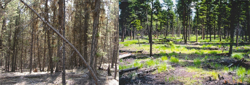 A dense stand of forest in Rocky Mountain Trench before and after fuel treatment. (Forest Enhancement Society of B.C.)