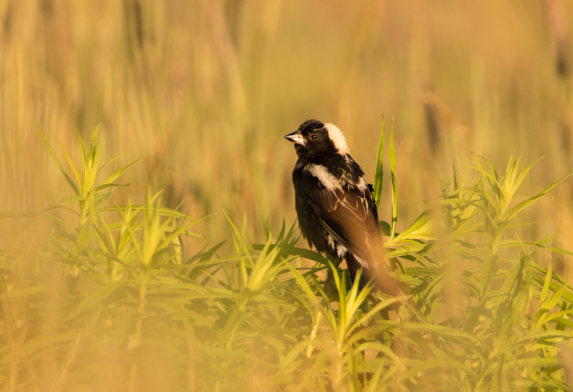 Thanks to many farmers across P.E.I. delaying their first cut of hay this year, bobolinks were able to successfully nest and raise young! This species at risk can be saved by taking action on a local level. Simply delaying your first cut of hay saves lives! (Brendan Kelly)